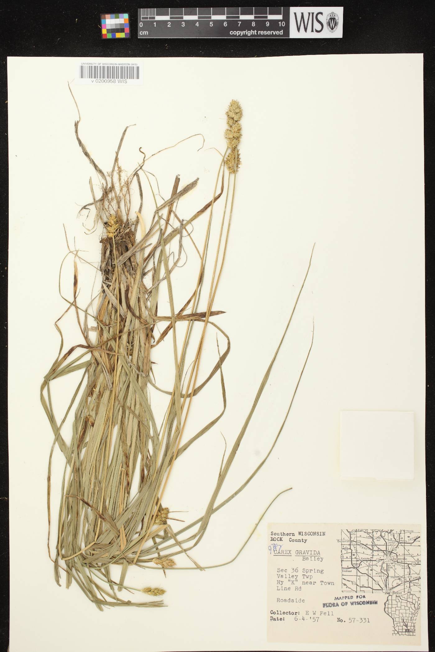 Carex gravida image