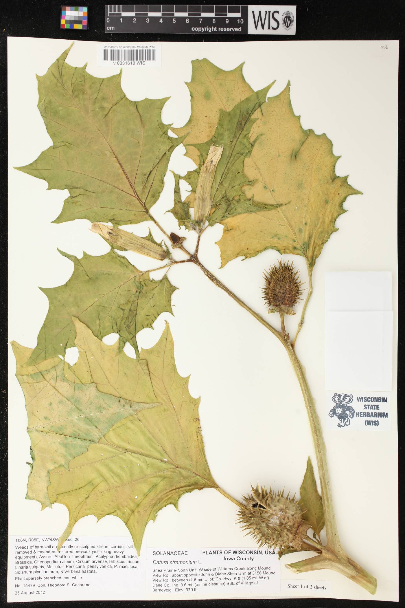 Datura stramonium image