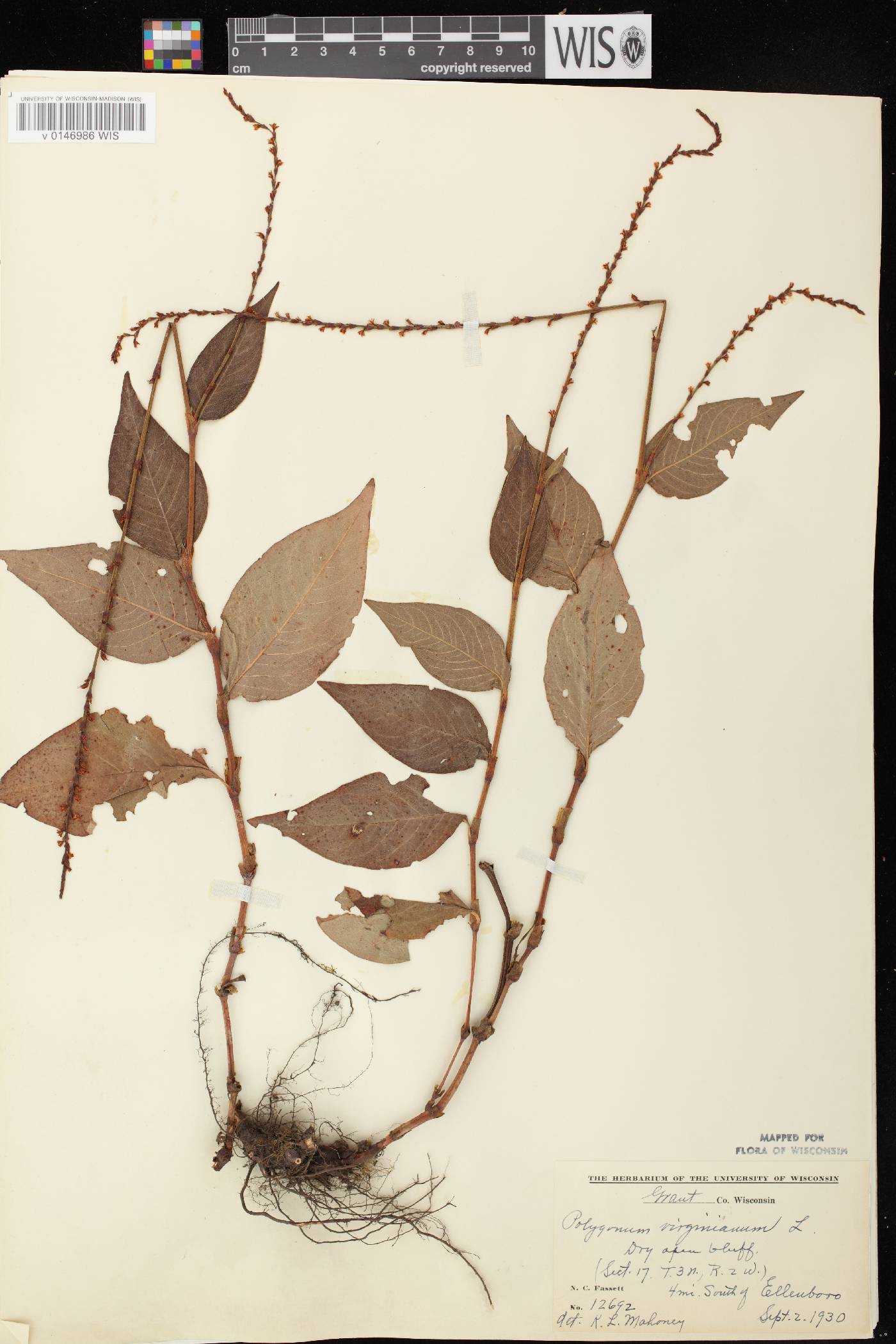 Persicaria virginiana image