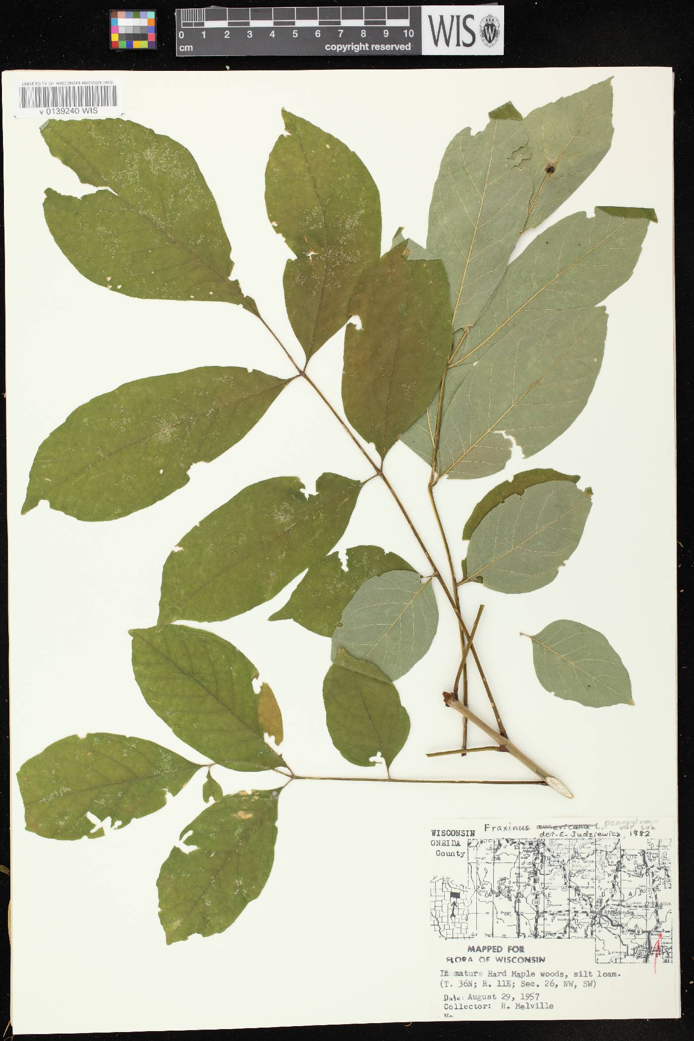 Fraxinus pennsylvanica image