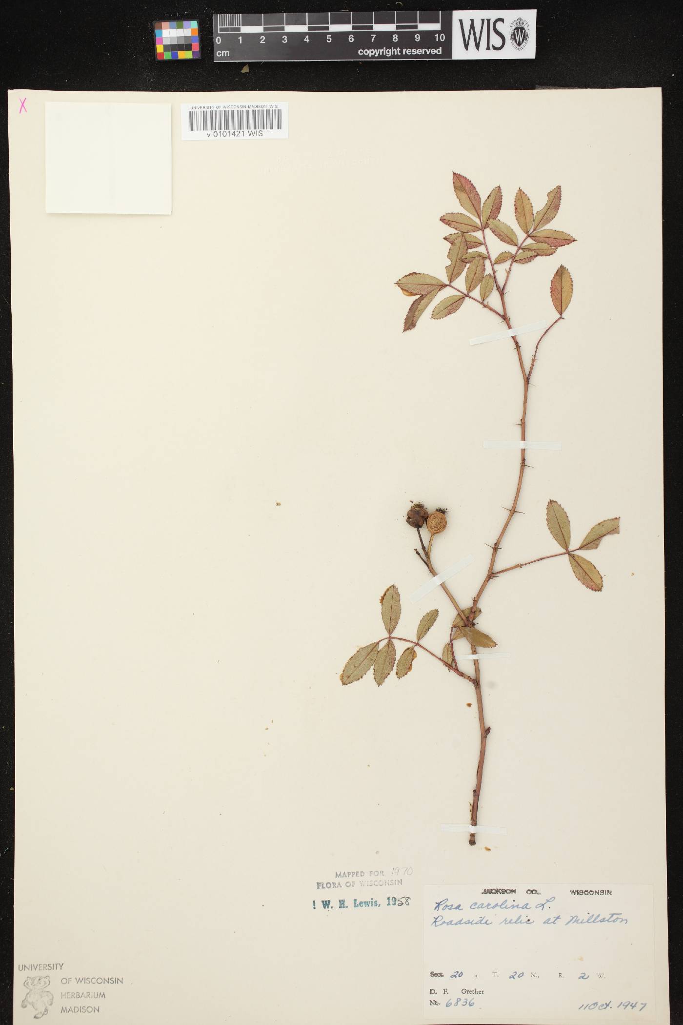 Rosa carolina image