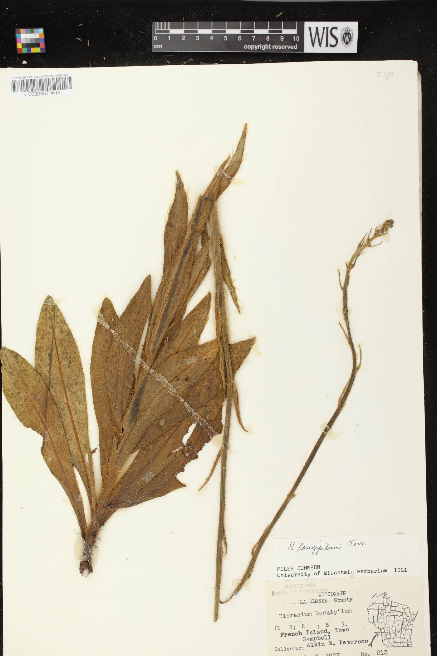 Hieracium longipilum image