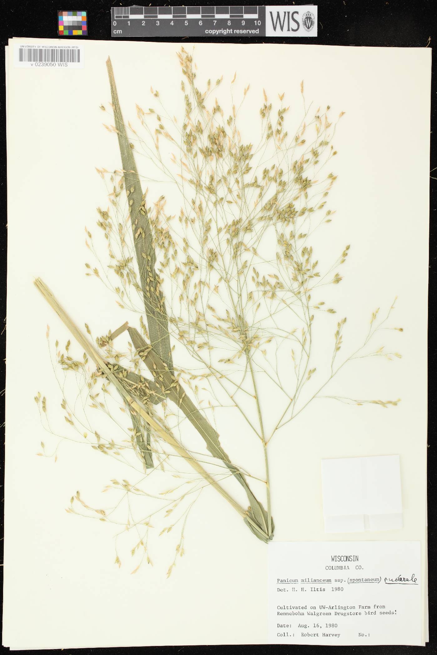 Panicum miliaceum subsp. ruderale image