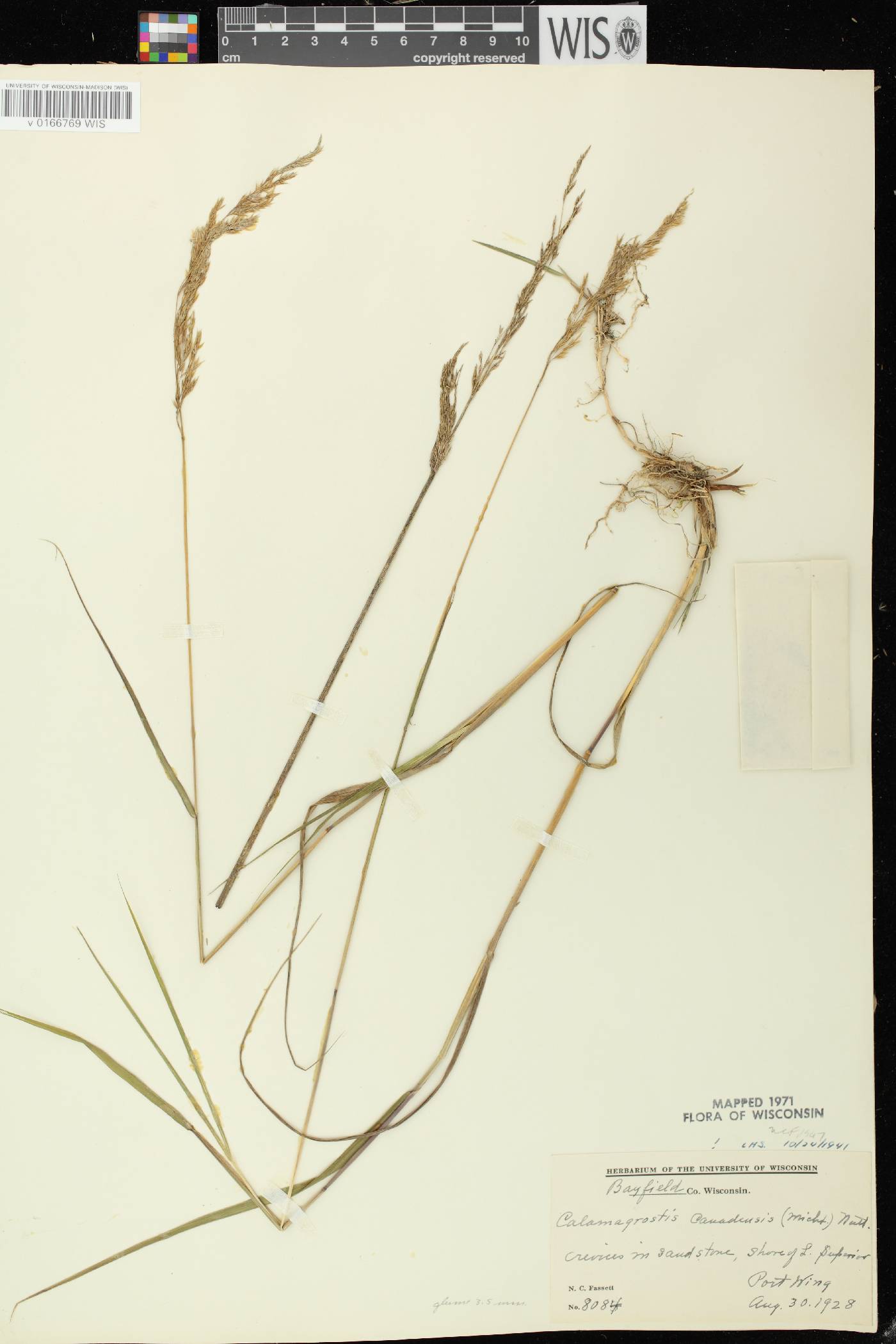 Calamagrostis canadensis var. canadensis image