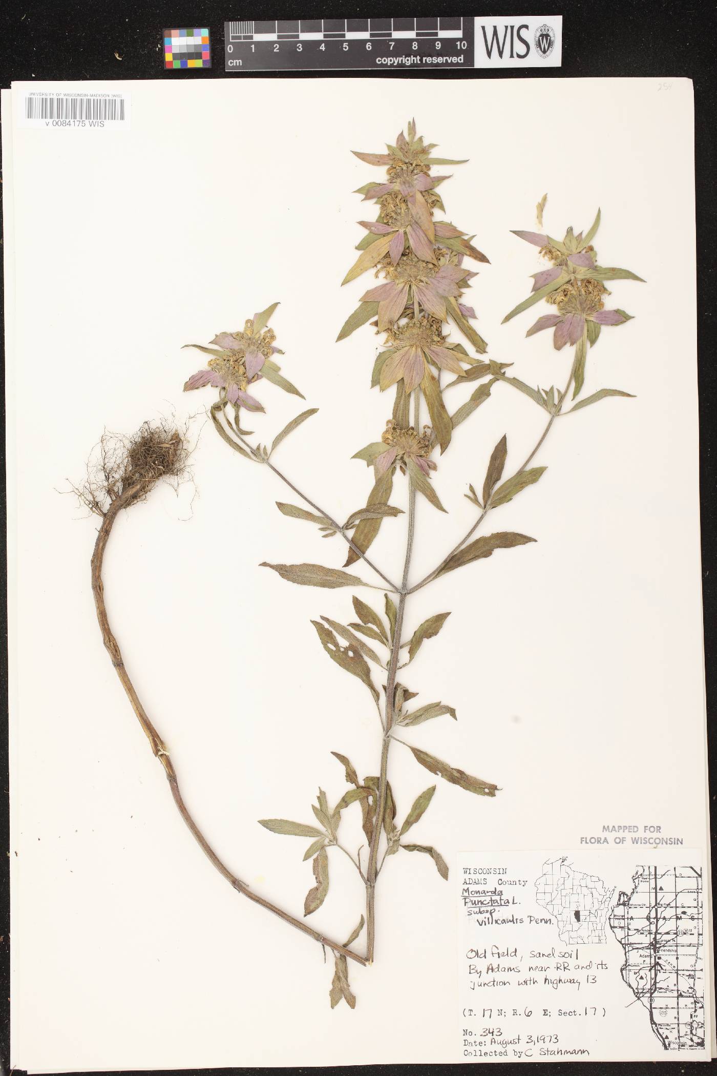 Monarda punctata var. villicaulis image