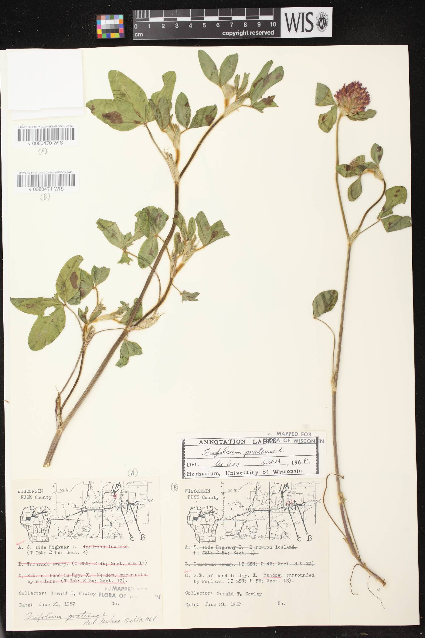 Trifolium pratense image