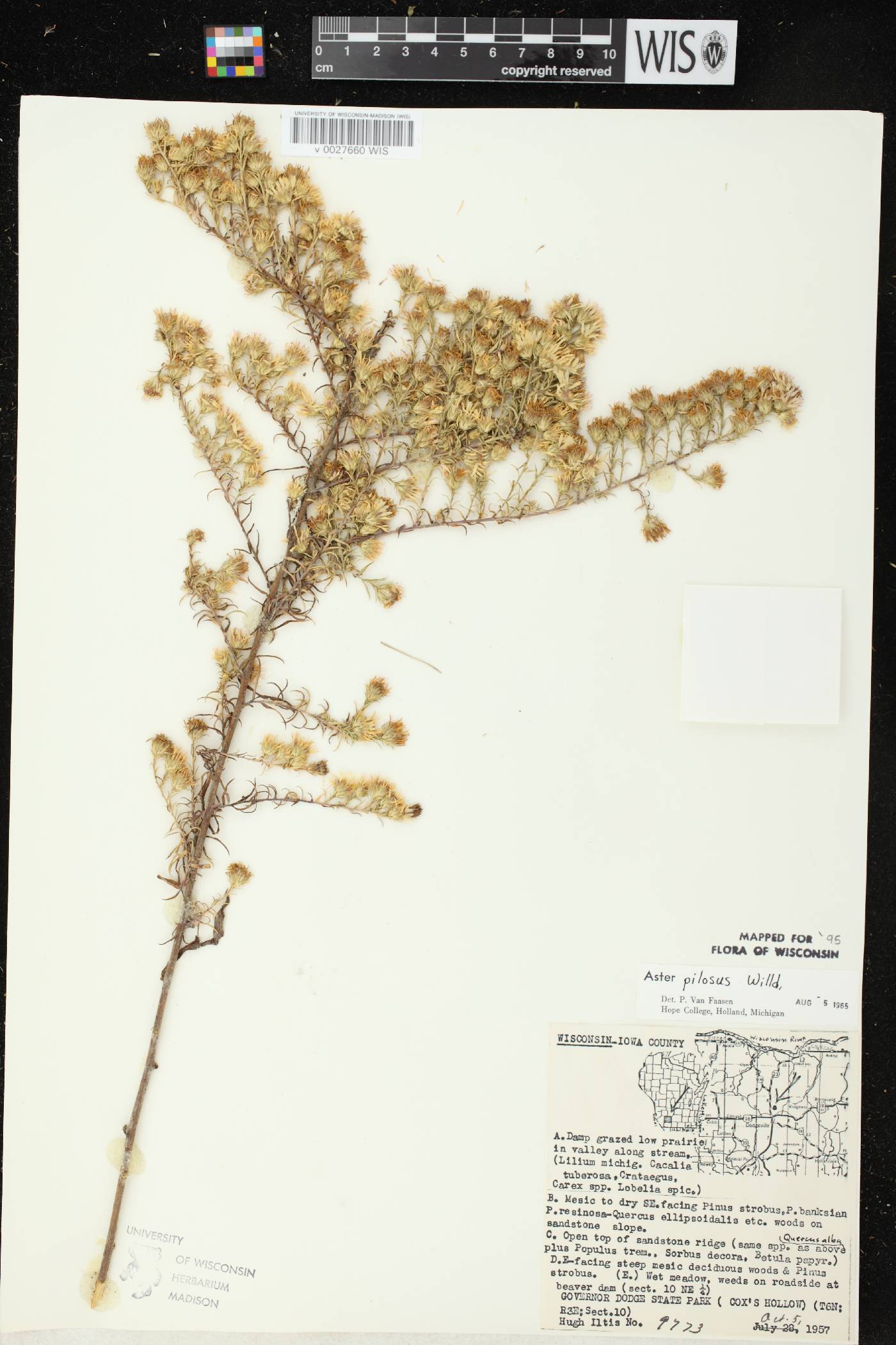 Symphyotrichum pilosum image