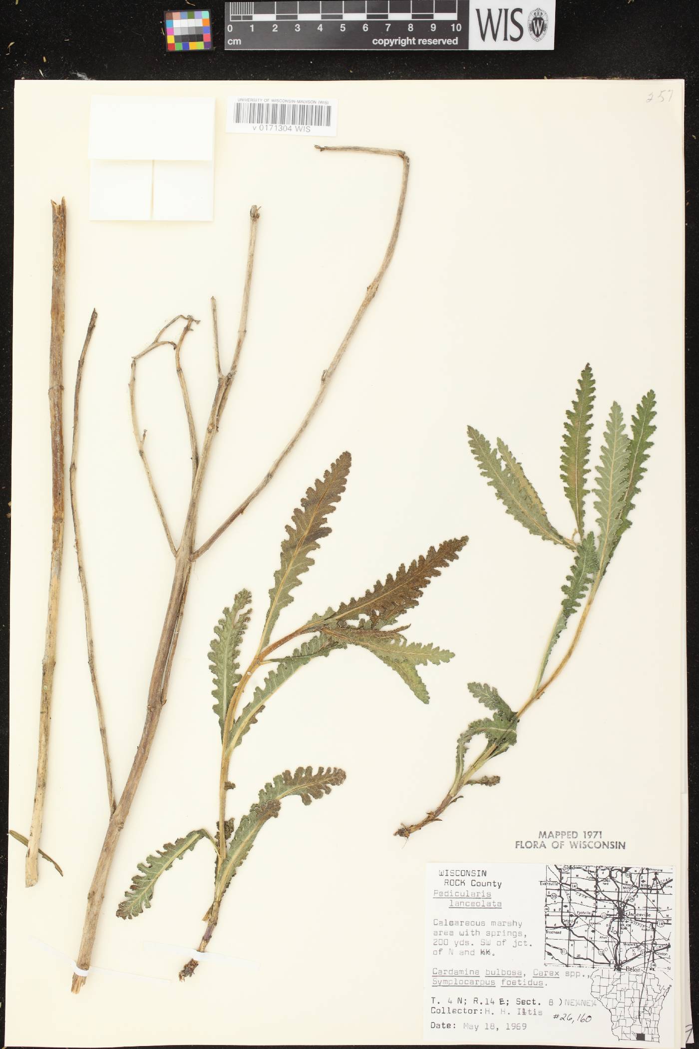 Pedicularis lanceolata image