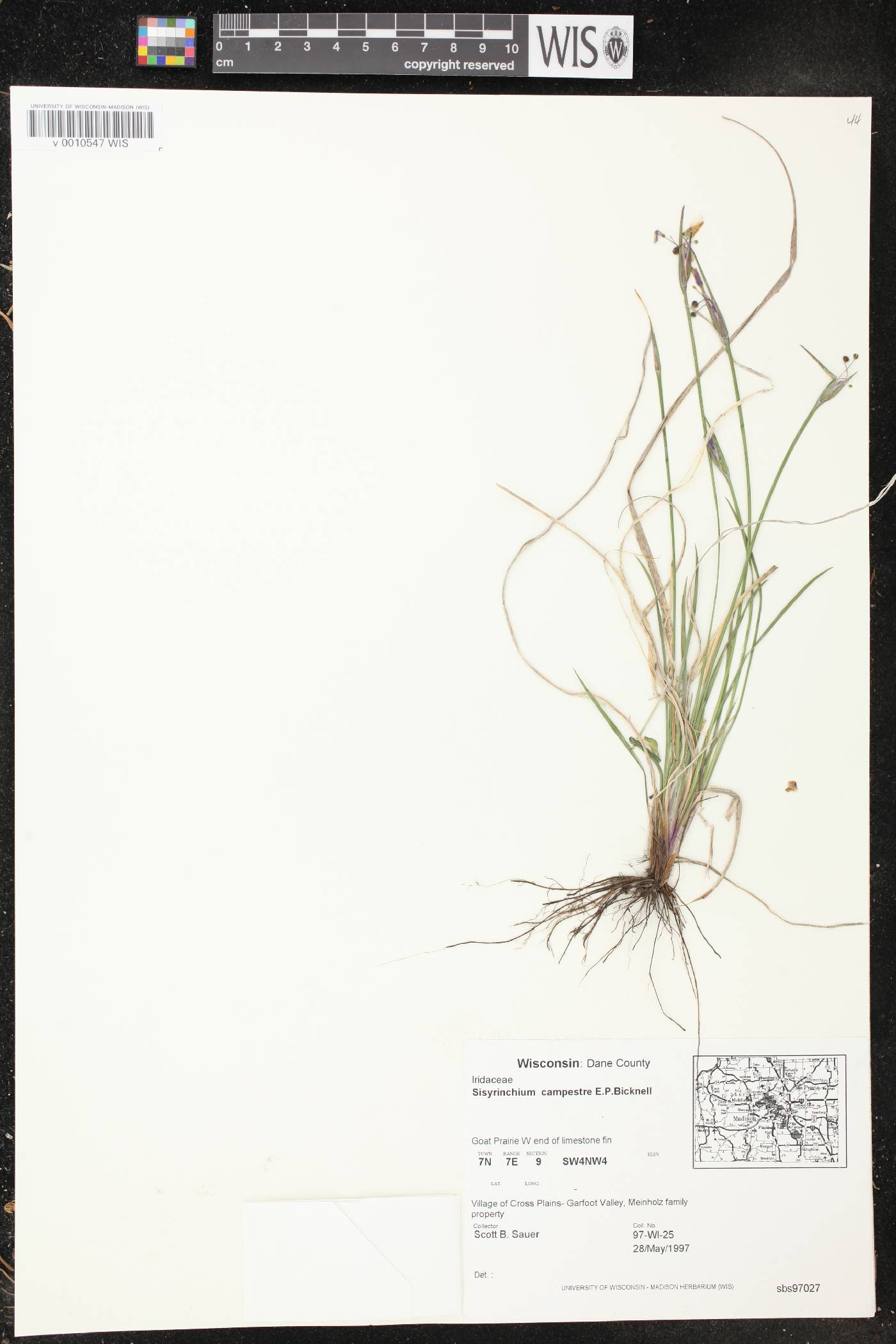 Sisyrinchium campestre image