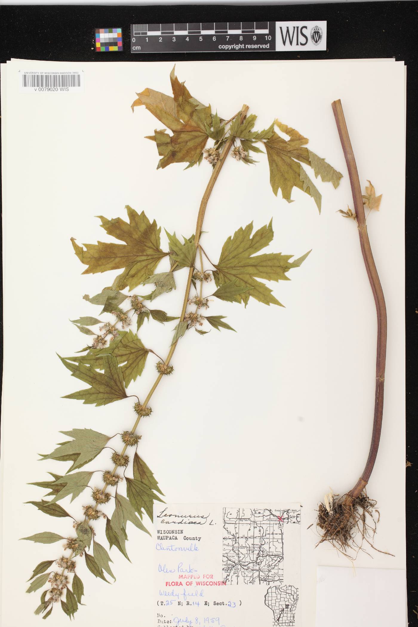 Leonurus cardiaca image