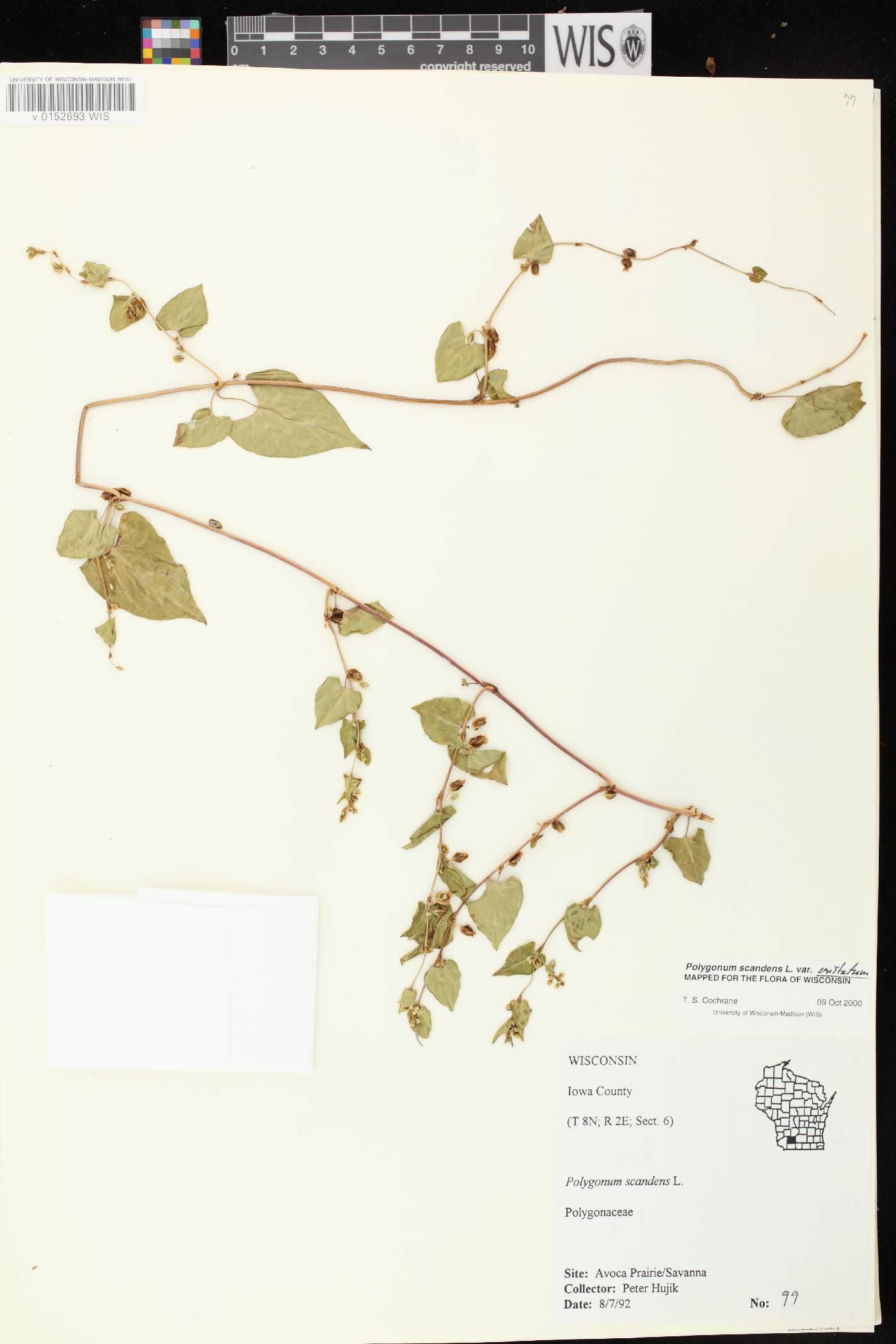 Fallopia scandens image