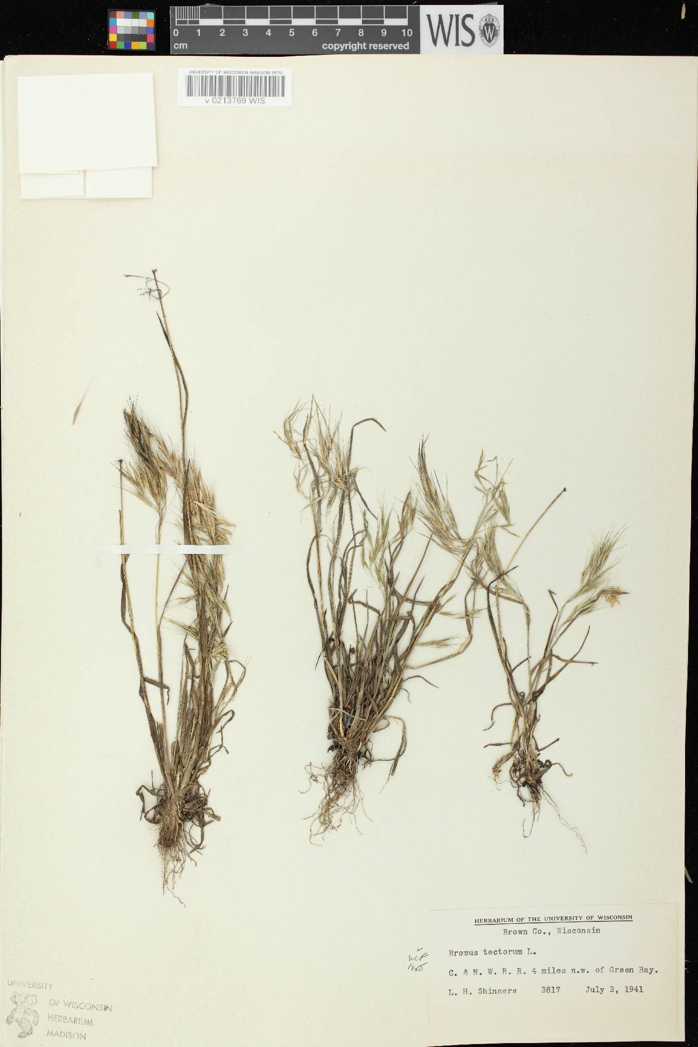 Bromus tectorum image