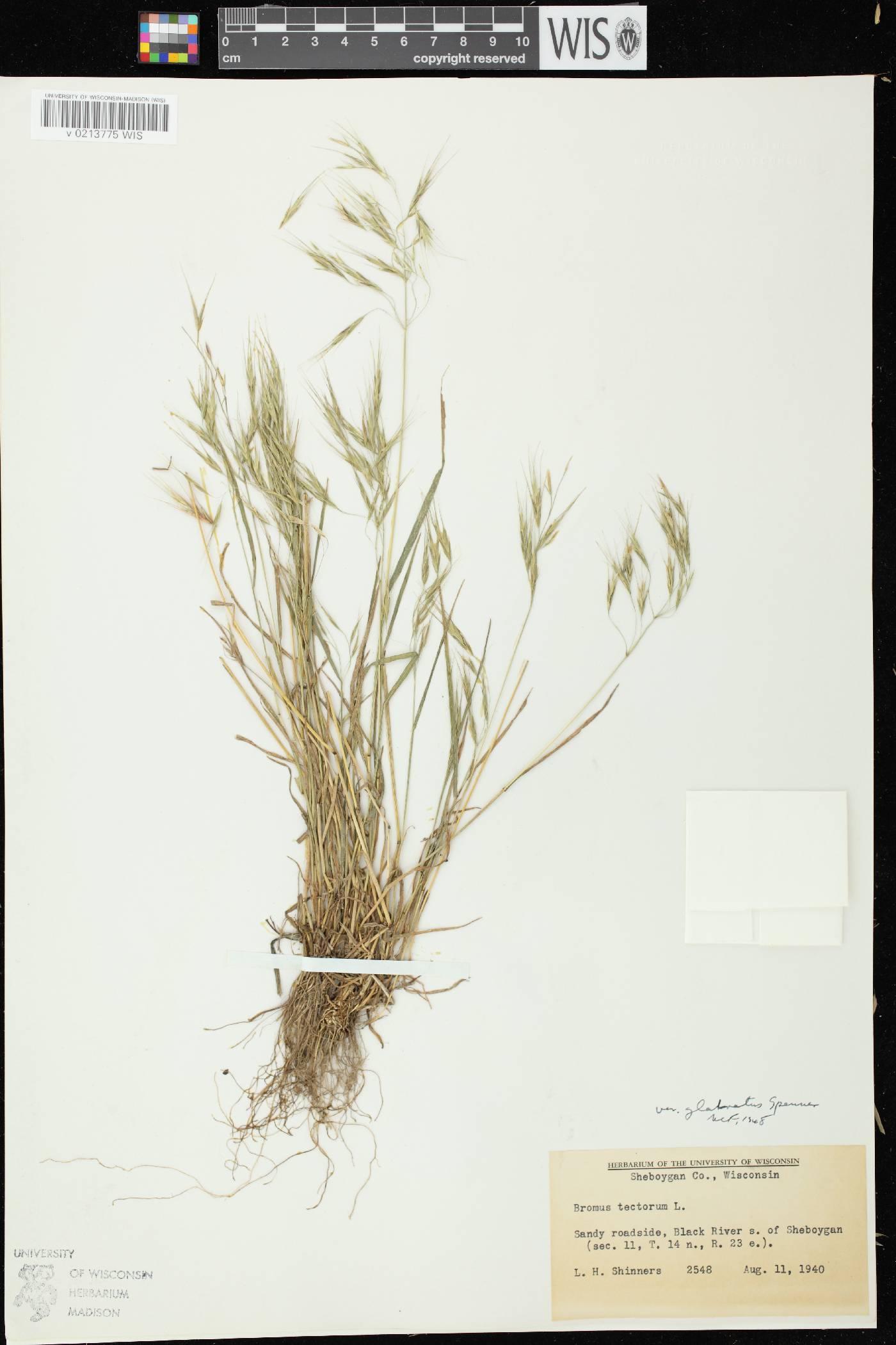 Bromus tectorum image