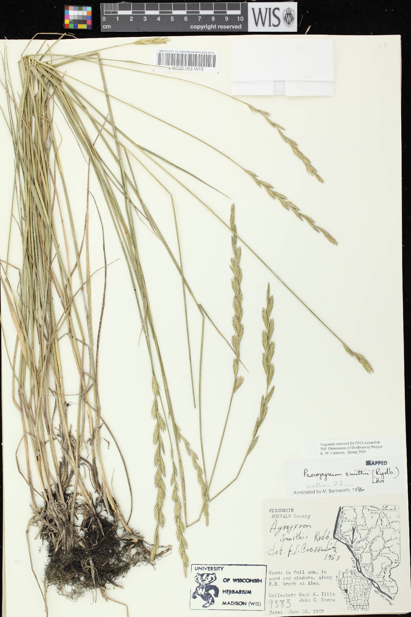 Pascopyrum smithii image