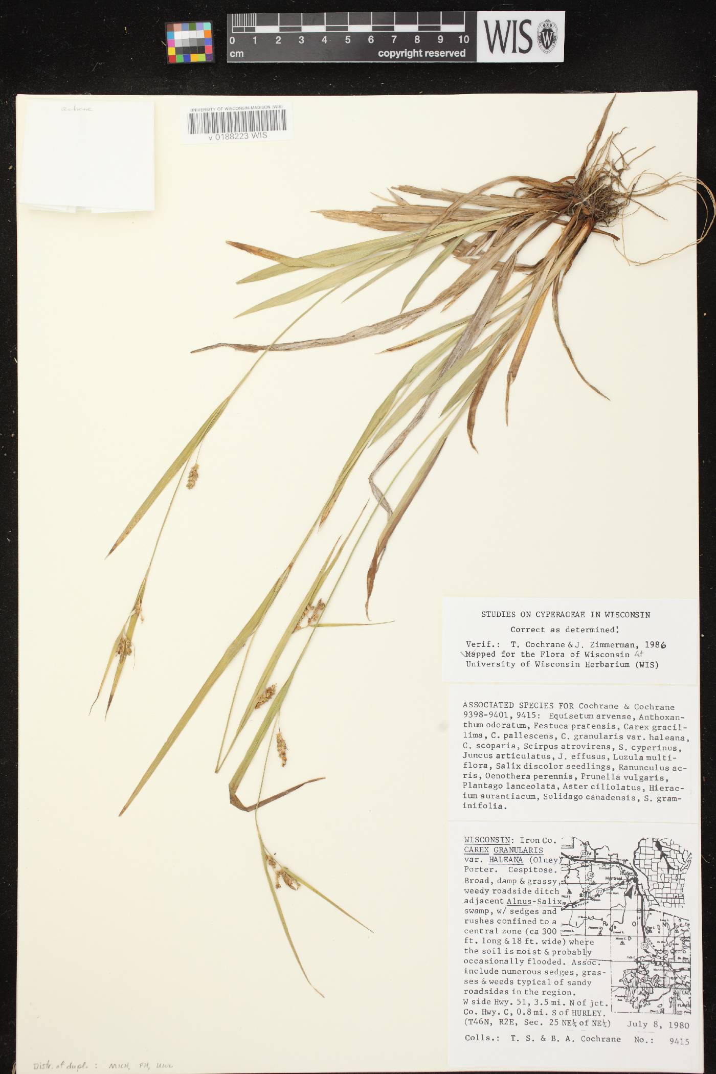 Carex granularis image