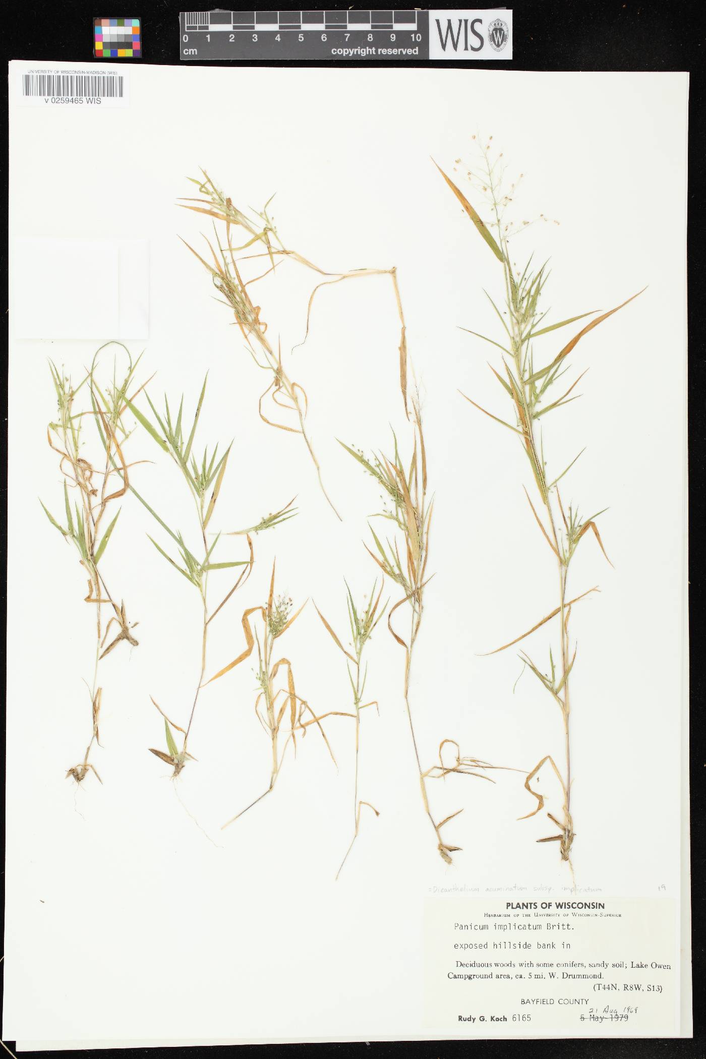 Dichanthelium meridionale image