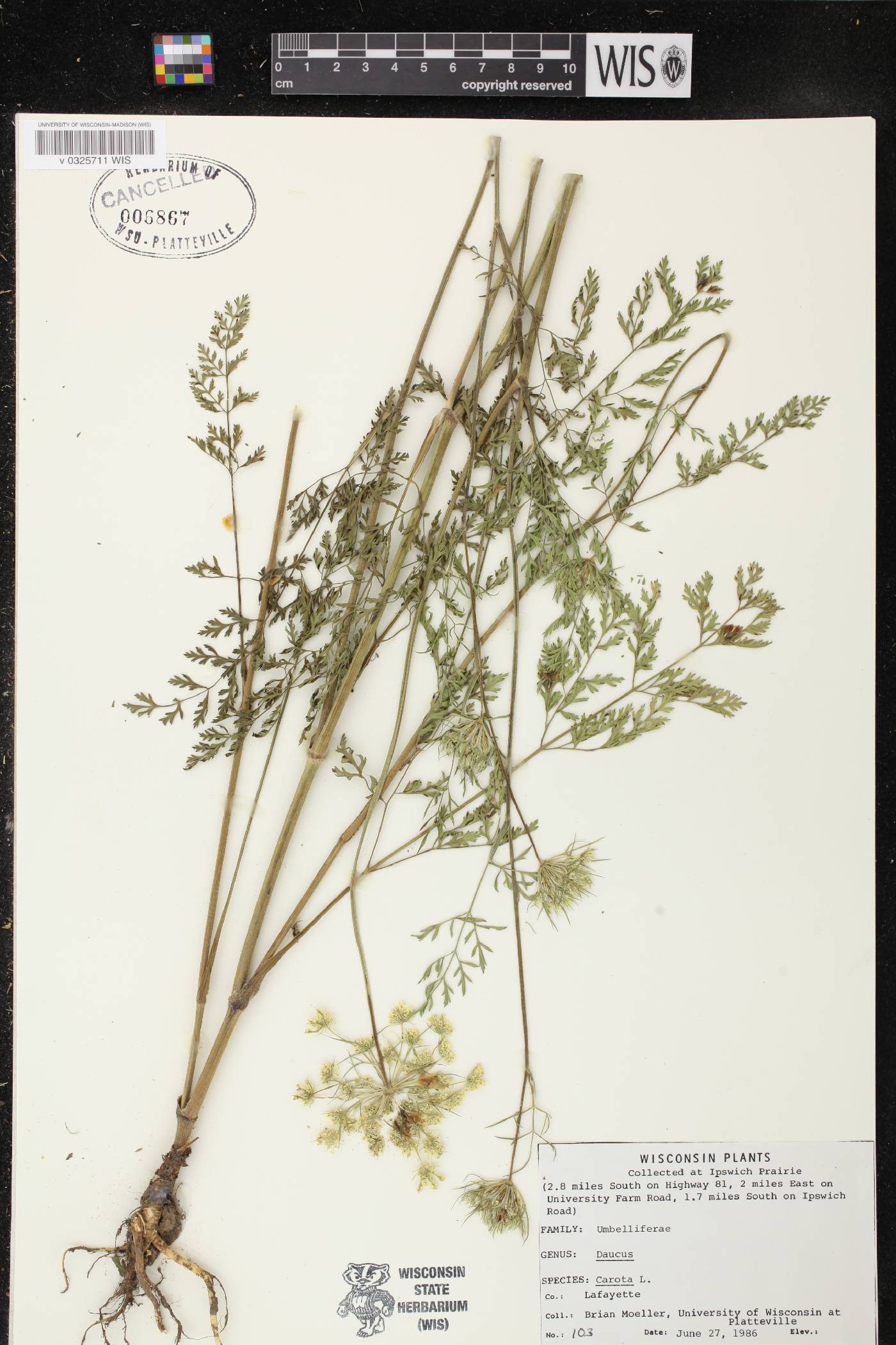 Daucus carota image
