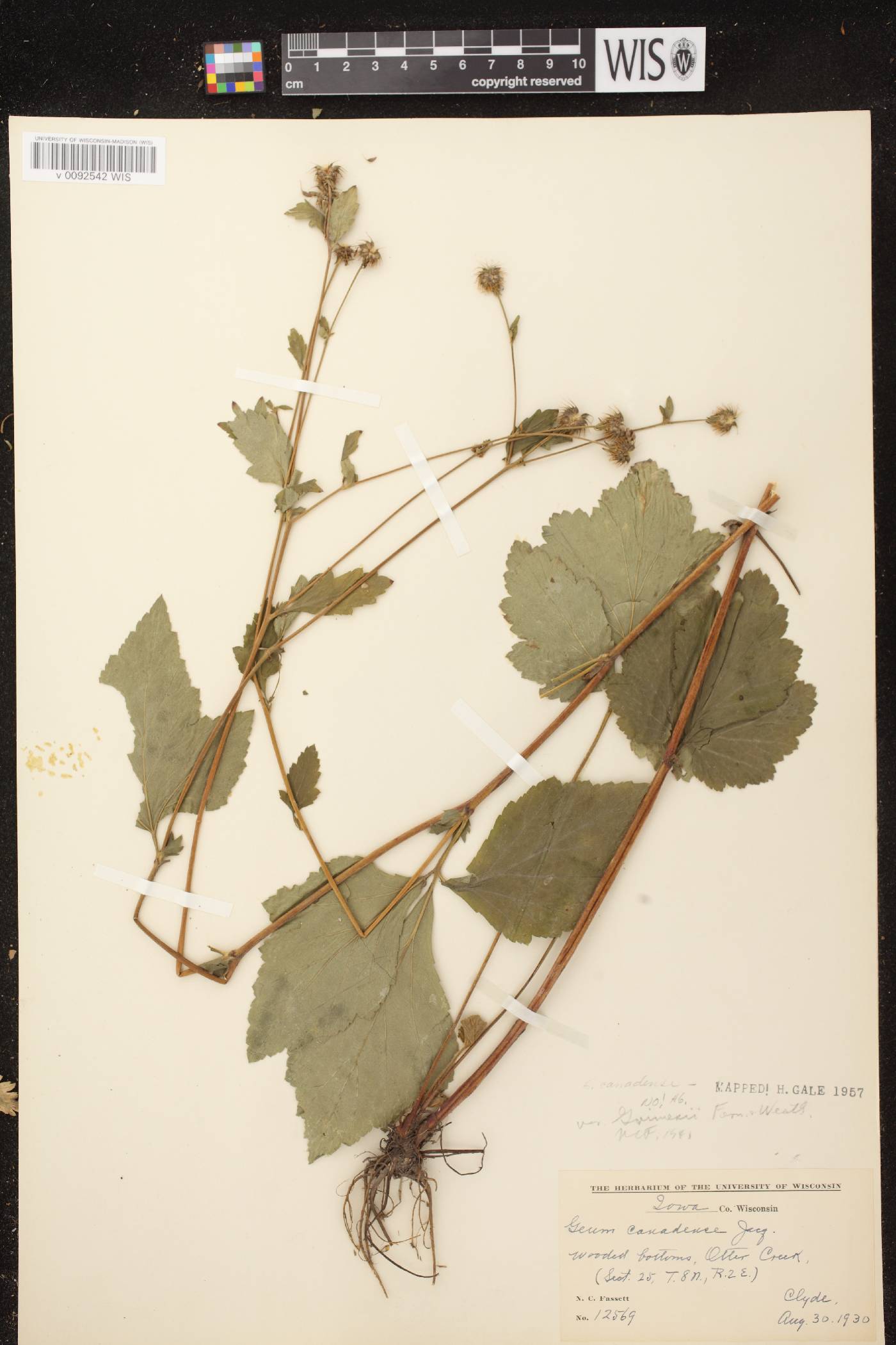 Geum canadense image