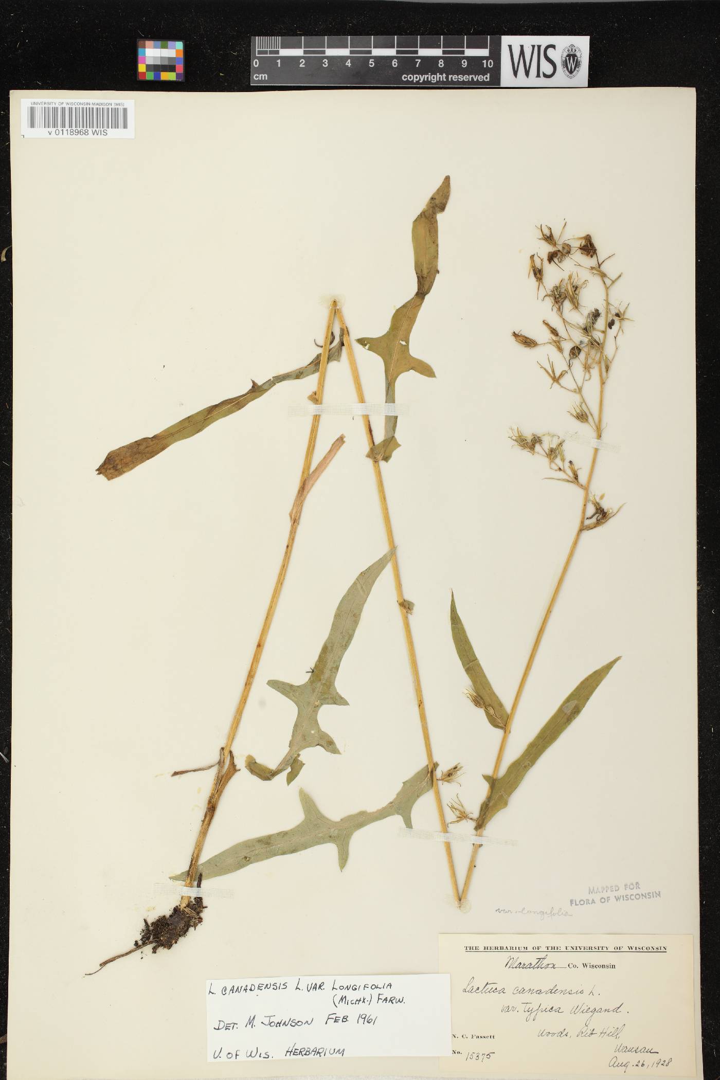 Lactuca canadensis image