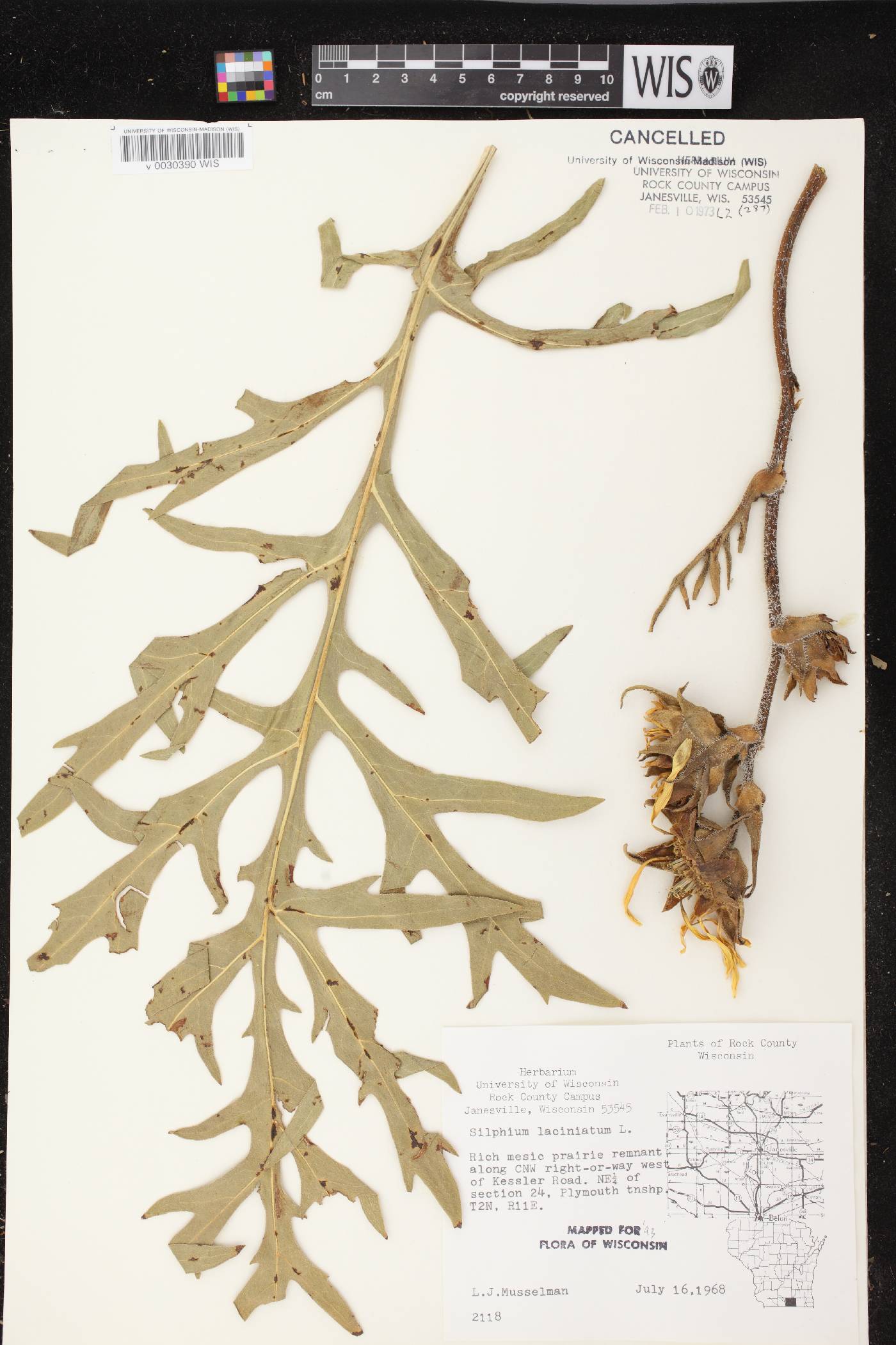 Silphium laciniatum image