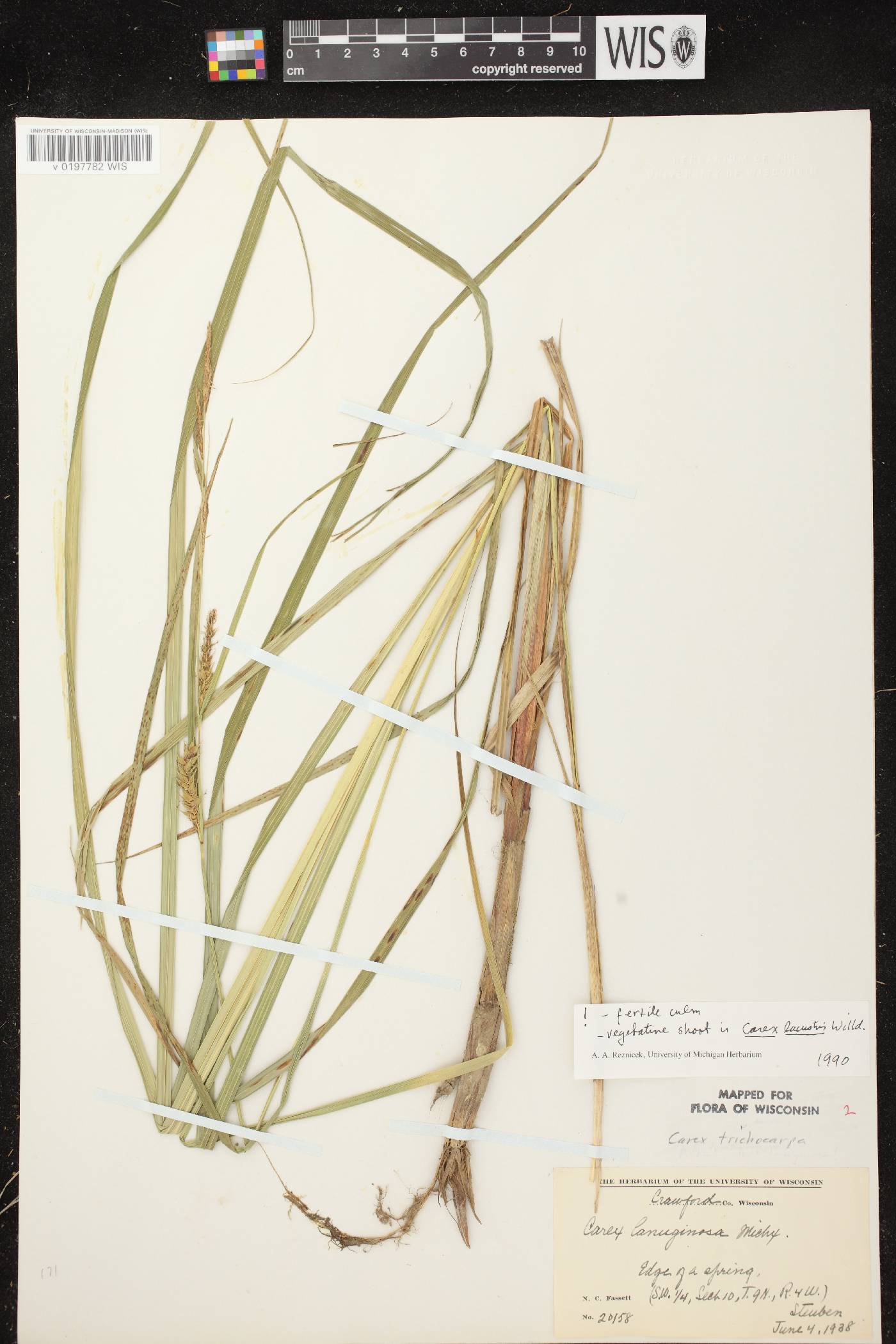 Carex trichocarpa image