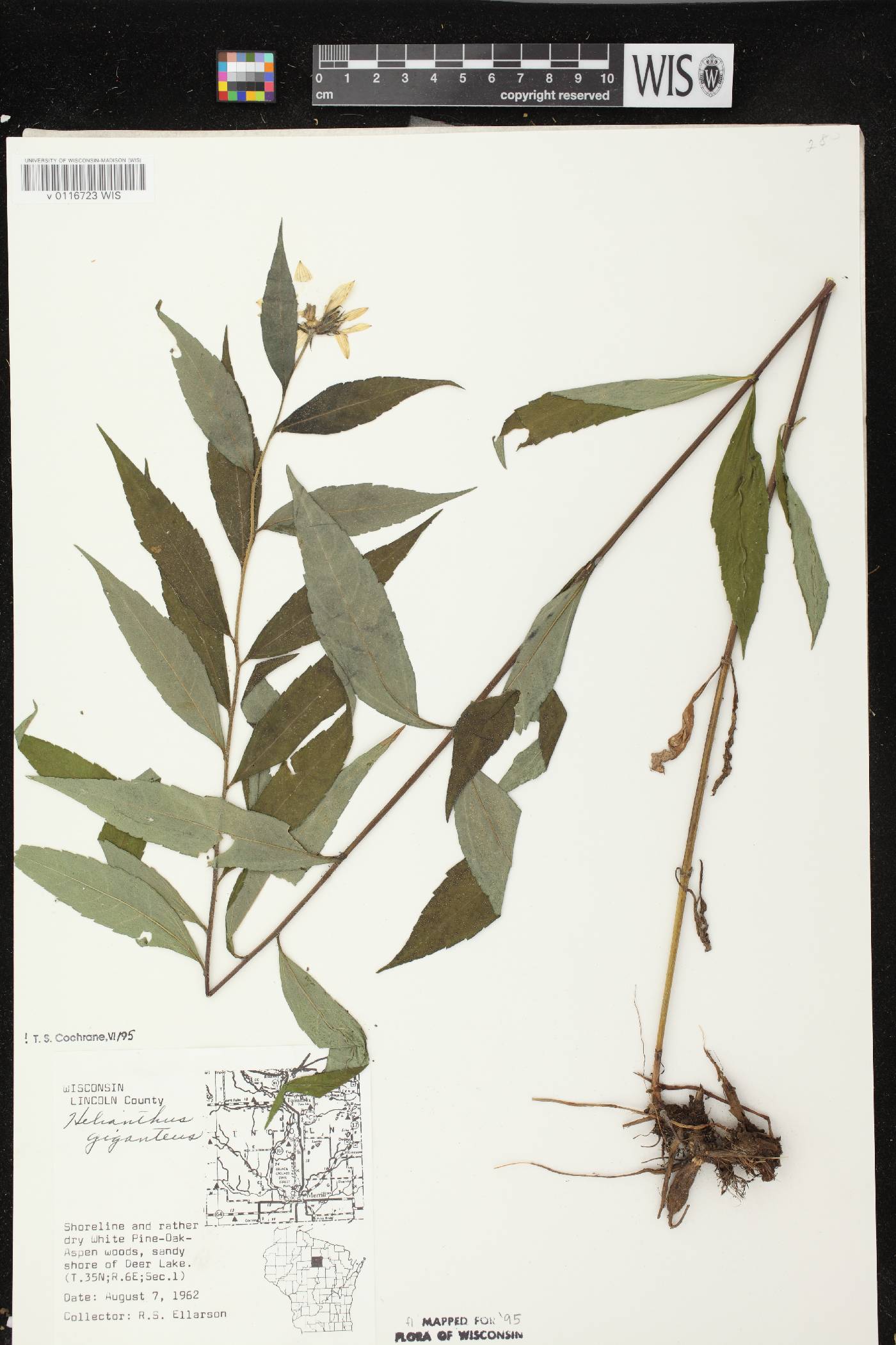 Helianthus giganteus image