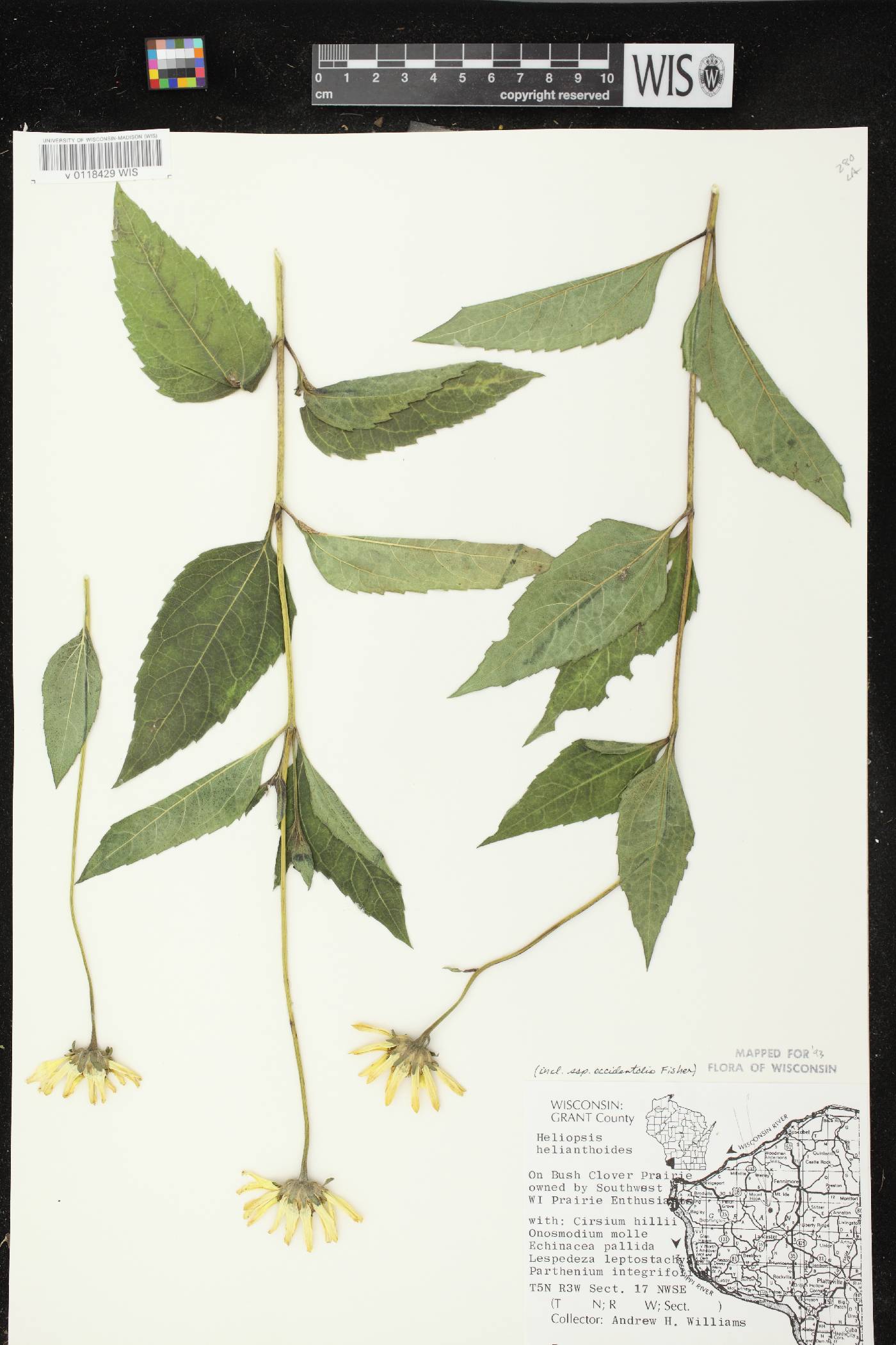 Heliopsis helianthoides var. scabra image