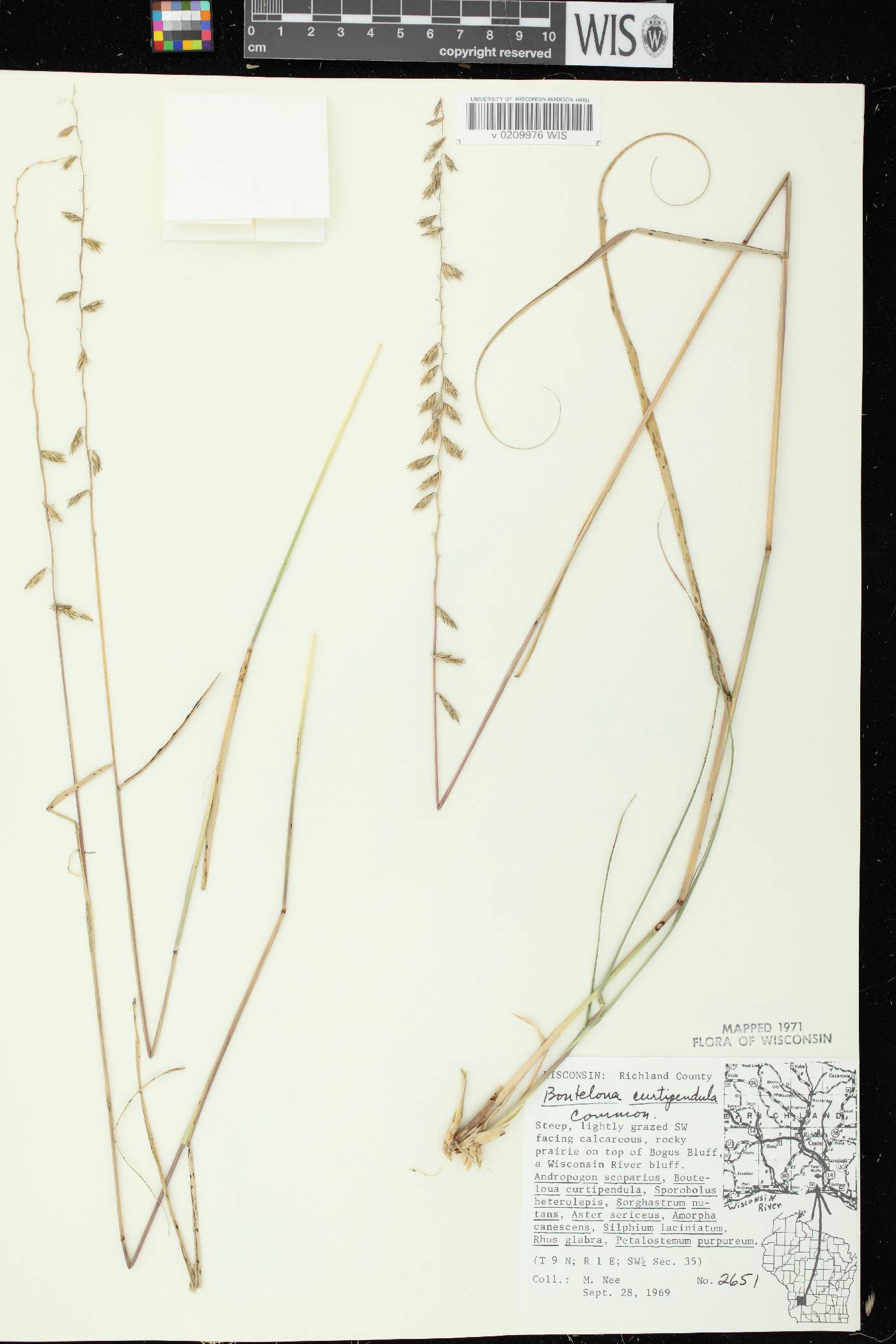 Bouteloua curtipendula image