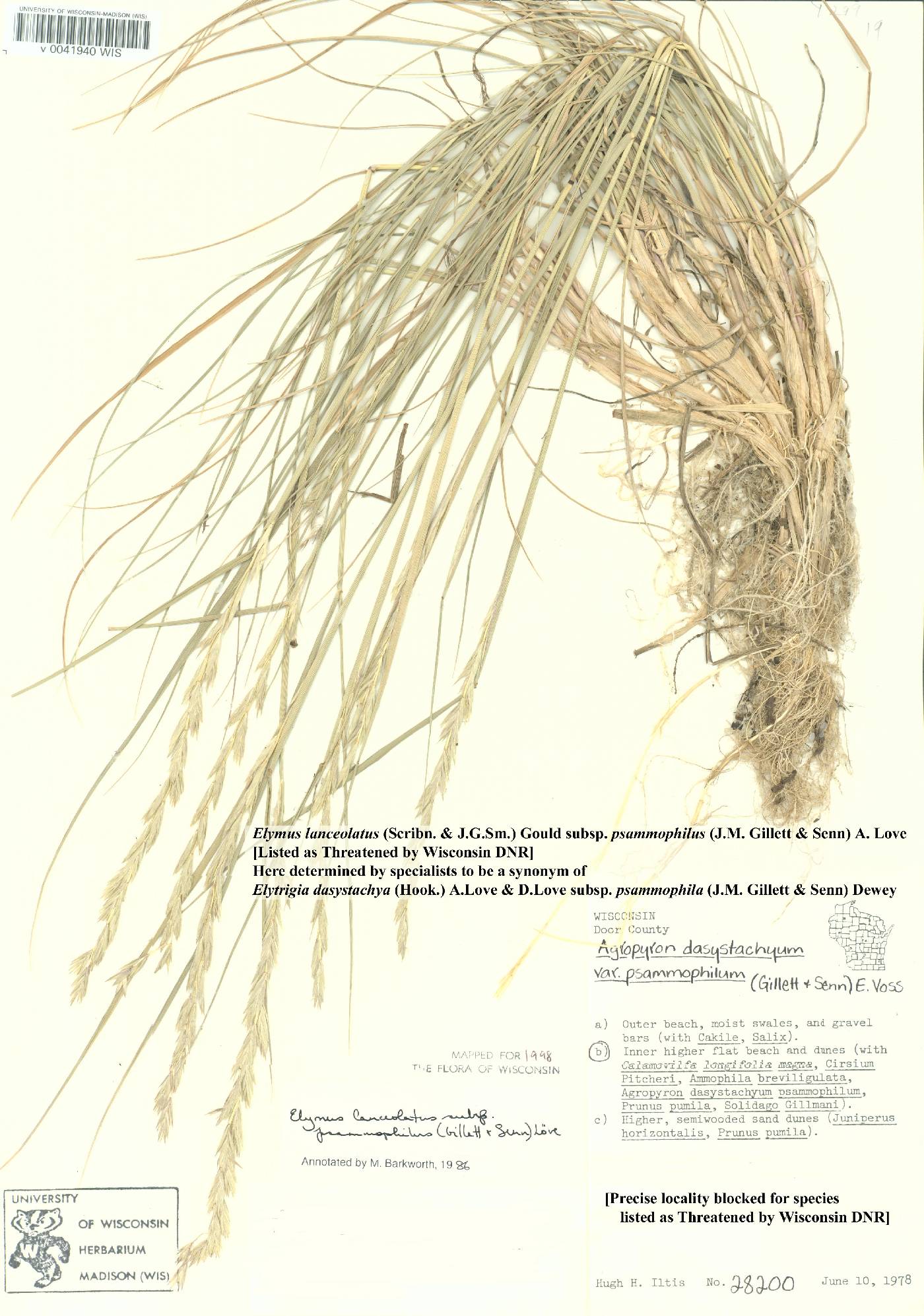 Elymus lanceolatus image