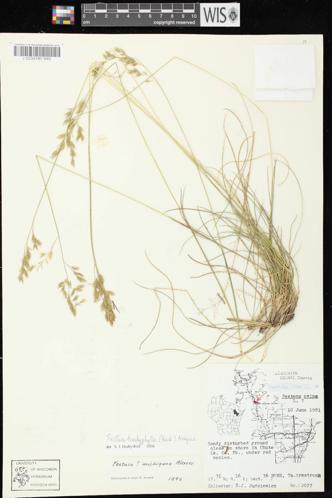 Festuca trachyphylla image
