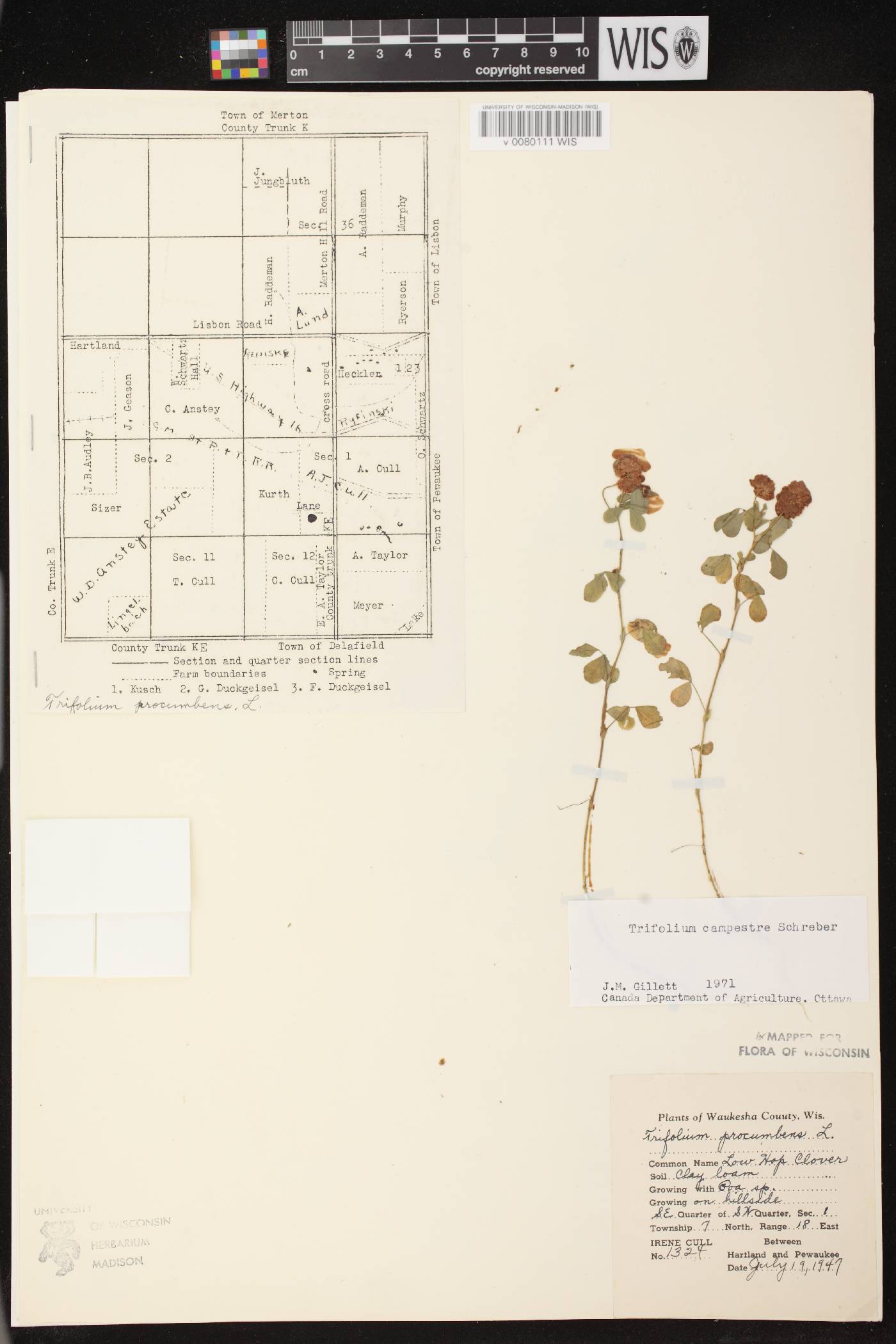 Trifolium campestre image