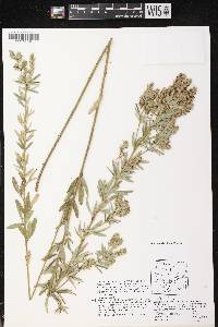 Image of Lespedeza