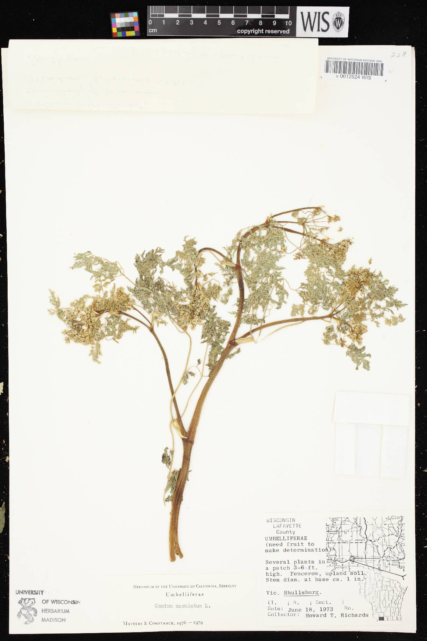 Conium maculatum image
