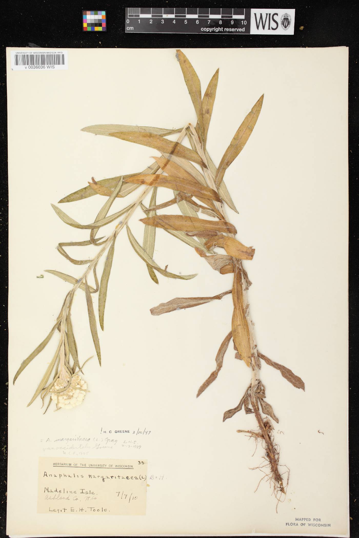 Anaphalis margaritacea image