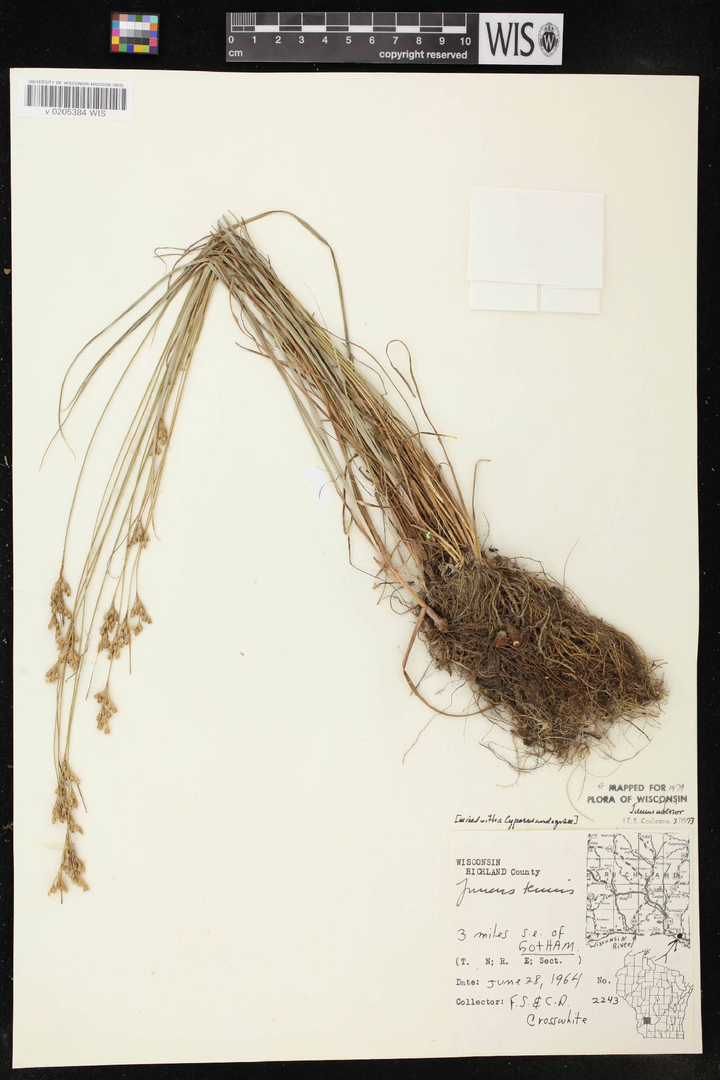 Juncus interior image