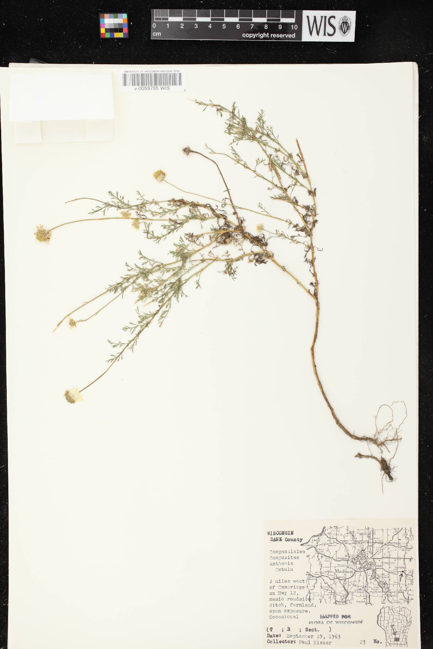 Anthemis cotula image