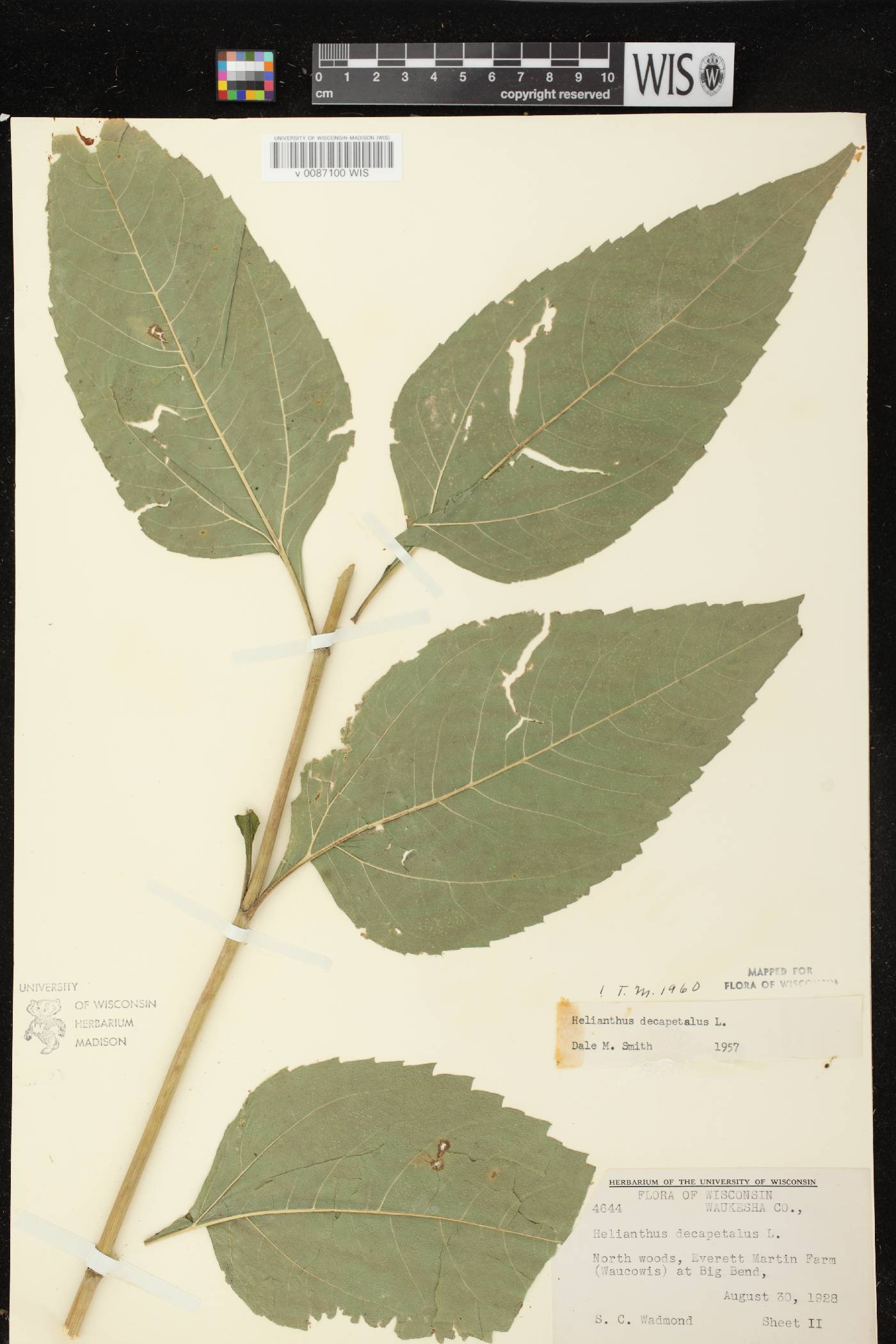 Helianthus decapetalus image