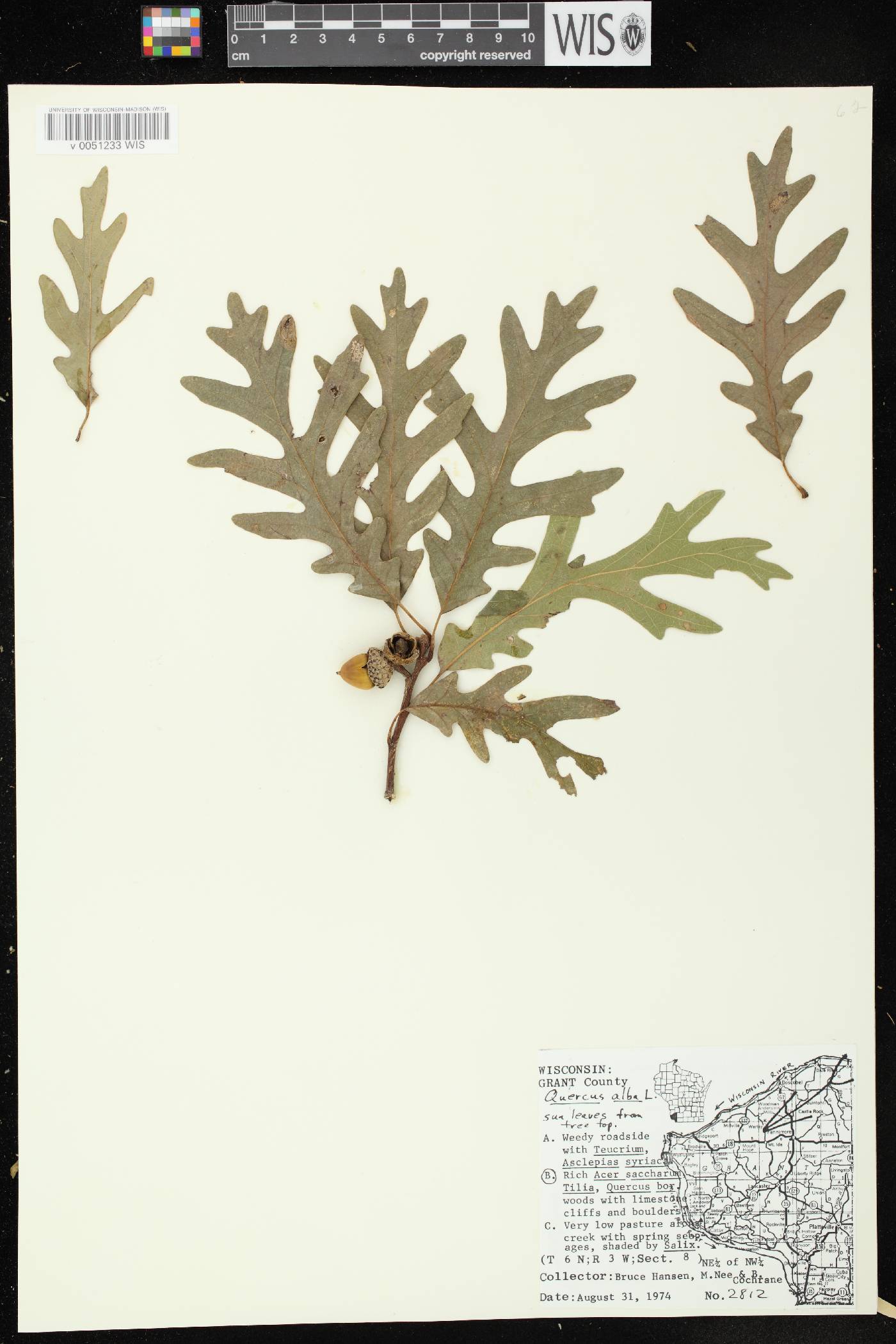 Quercus alba image