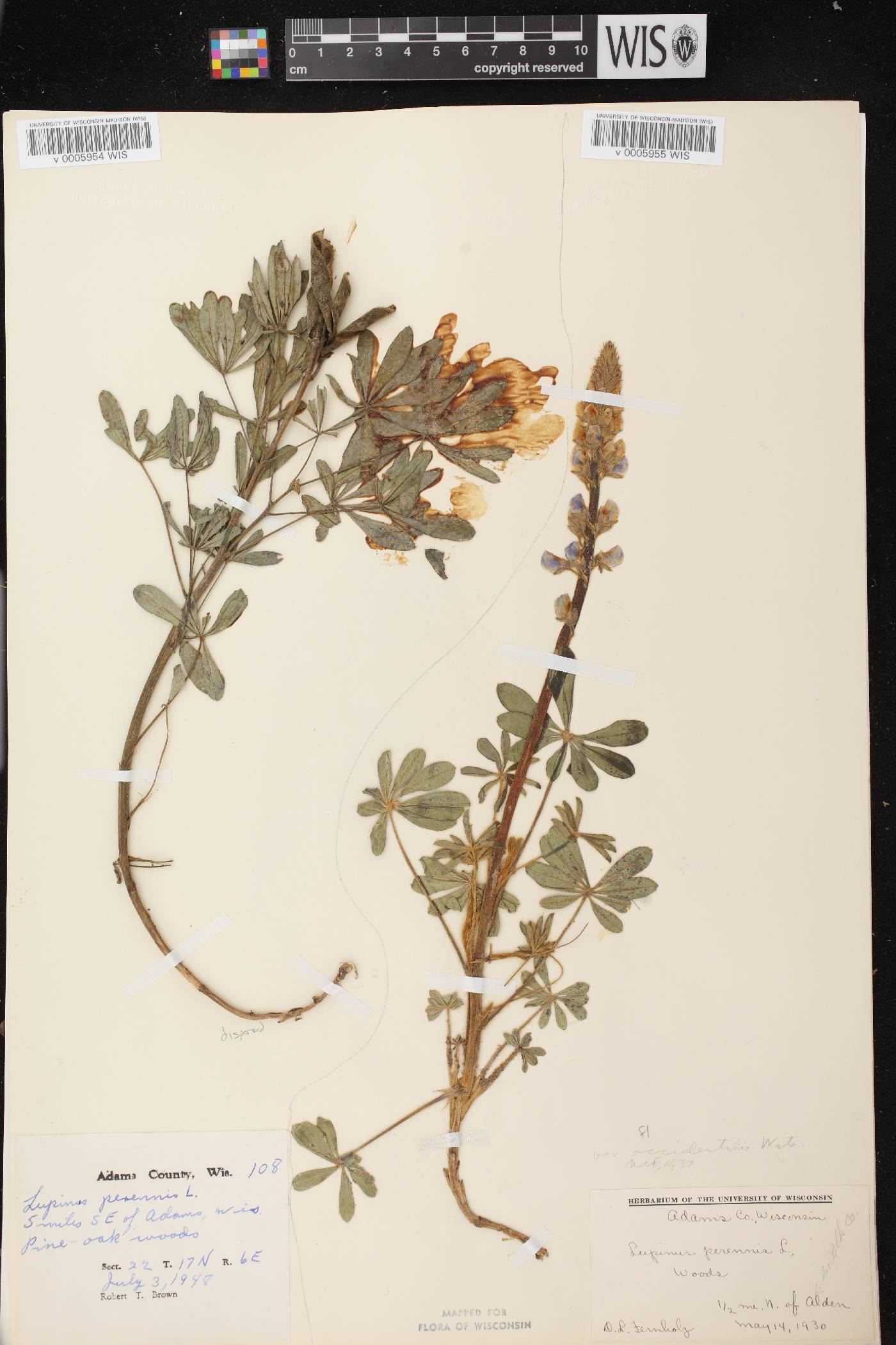 Lupinus perennis var. occidentalis image
