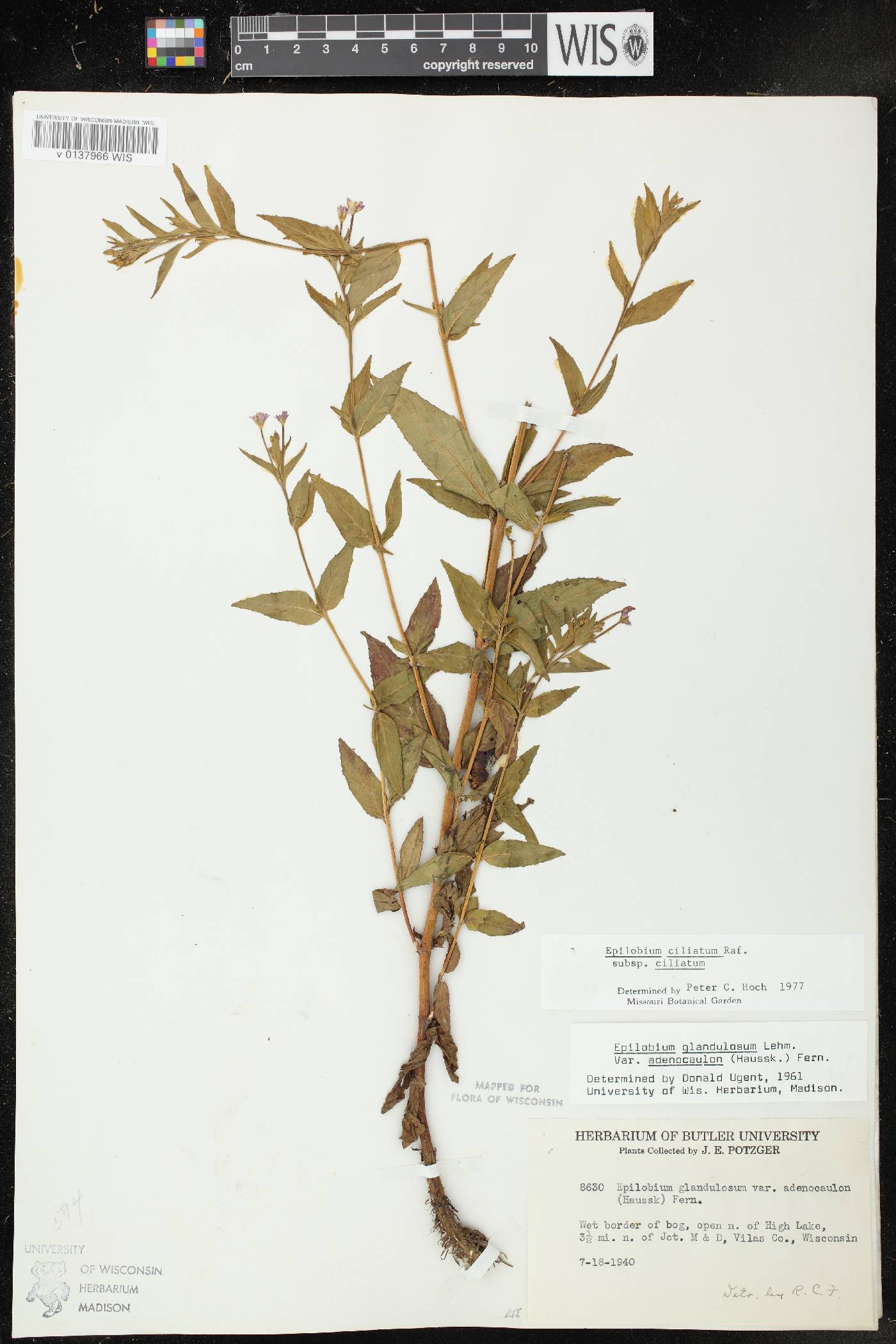 Epilobium ciliatum subsp. ciliatum image