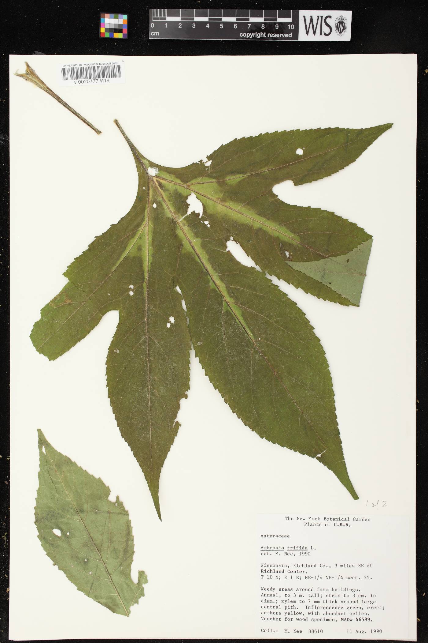 Ambrosia trifida image