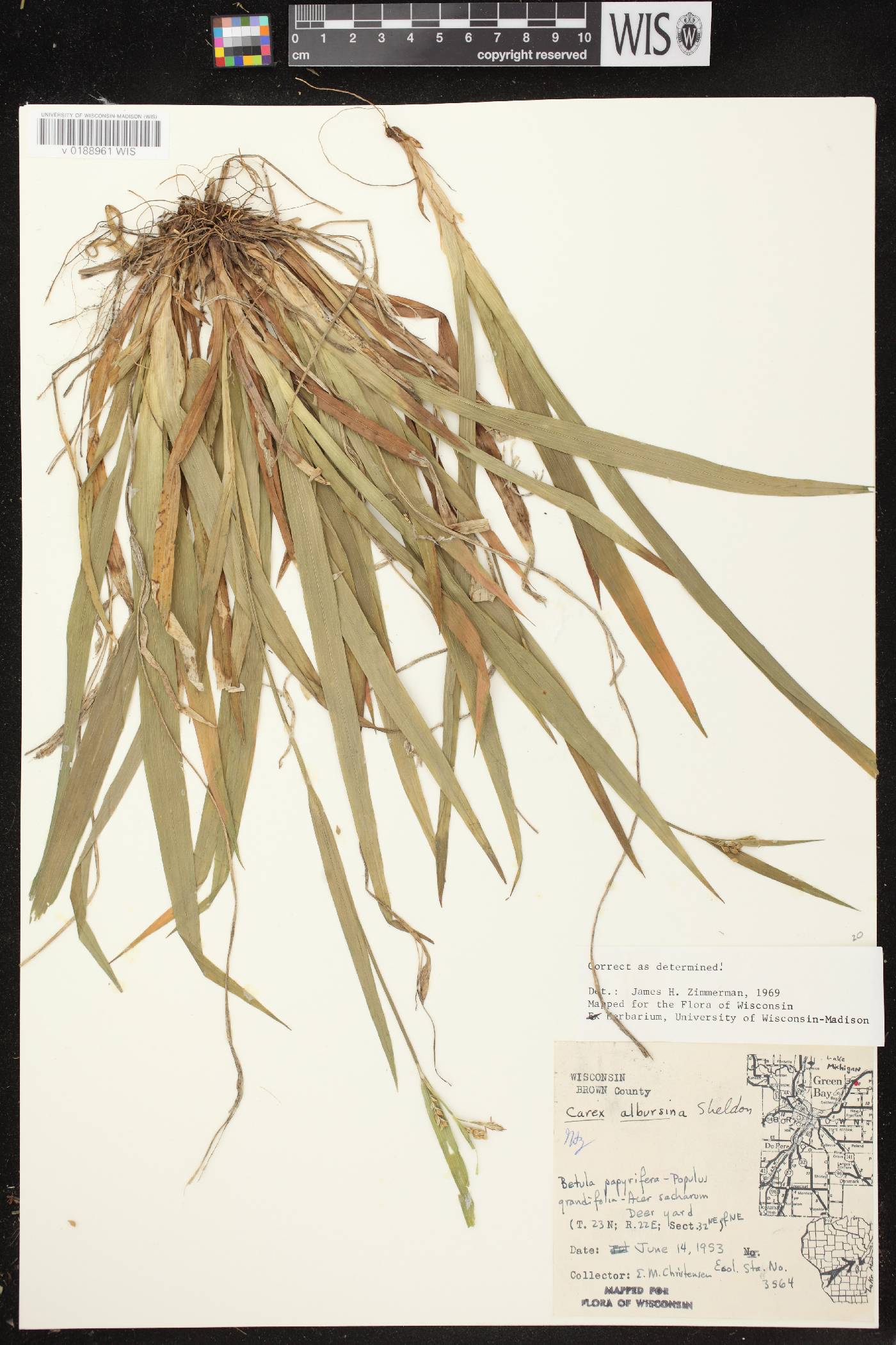 Carex albursina image