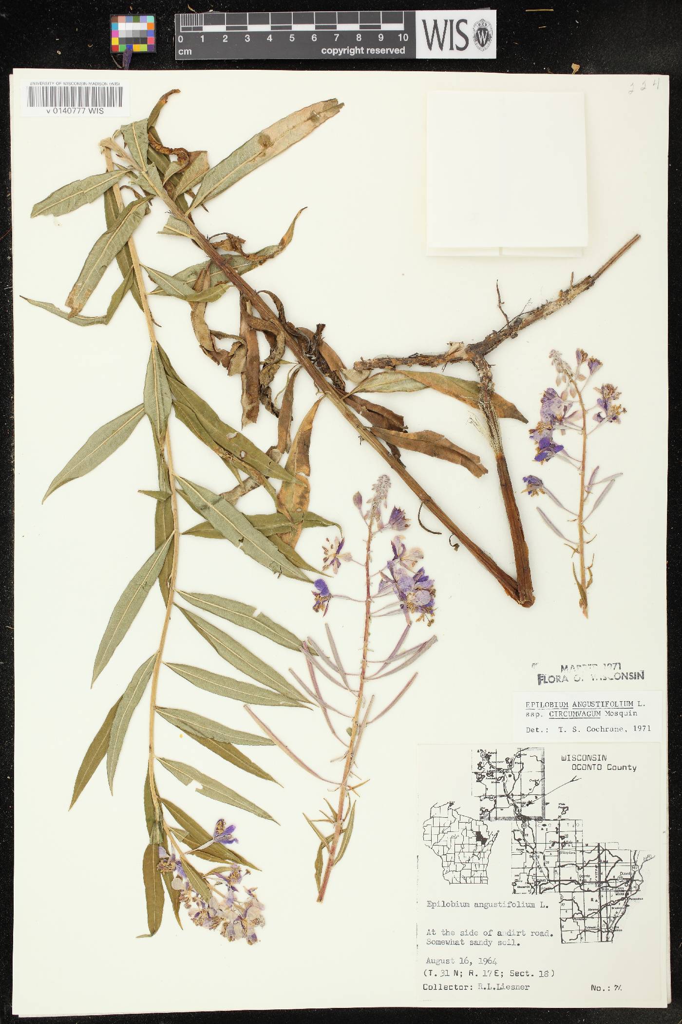 Chamerion angustifolium subsp. circumvagum image