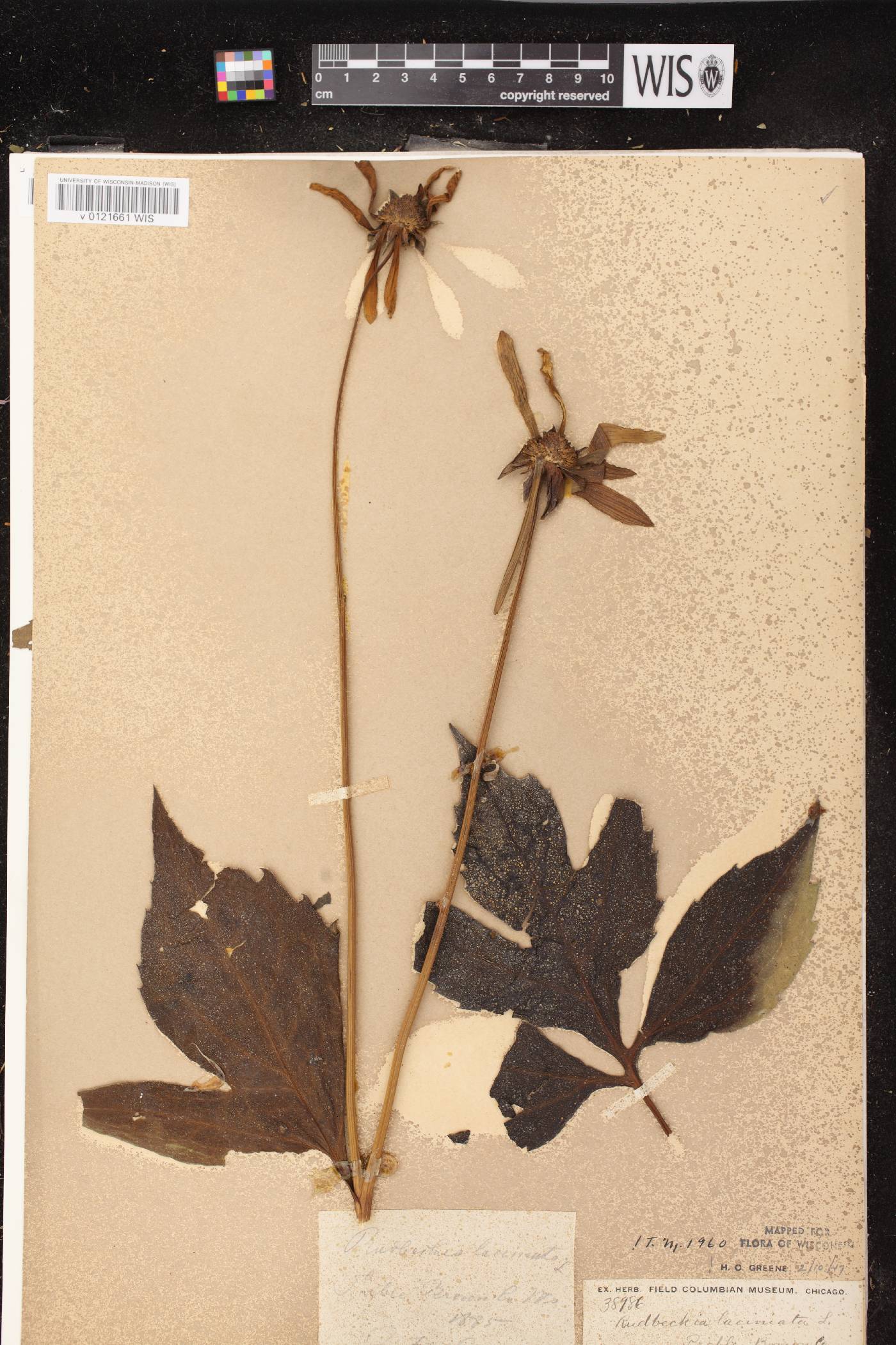 Rudbeckia laciniata image