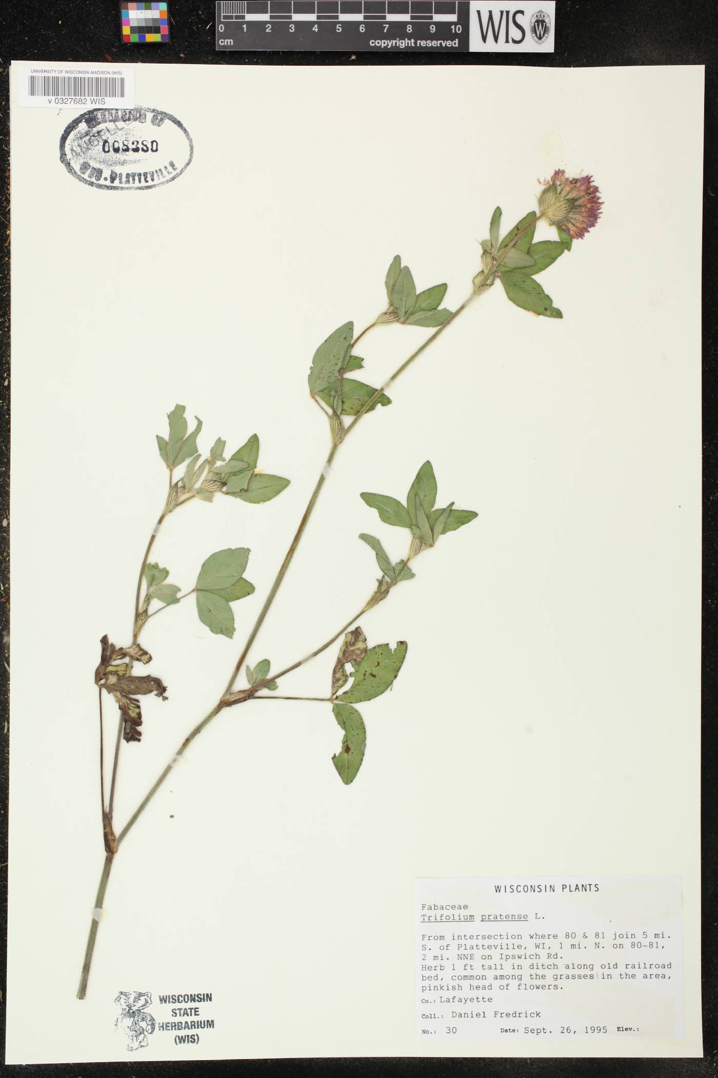 Trifolium pratense image