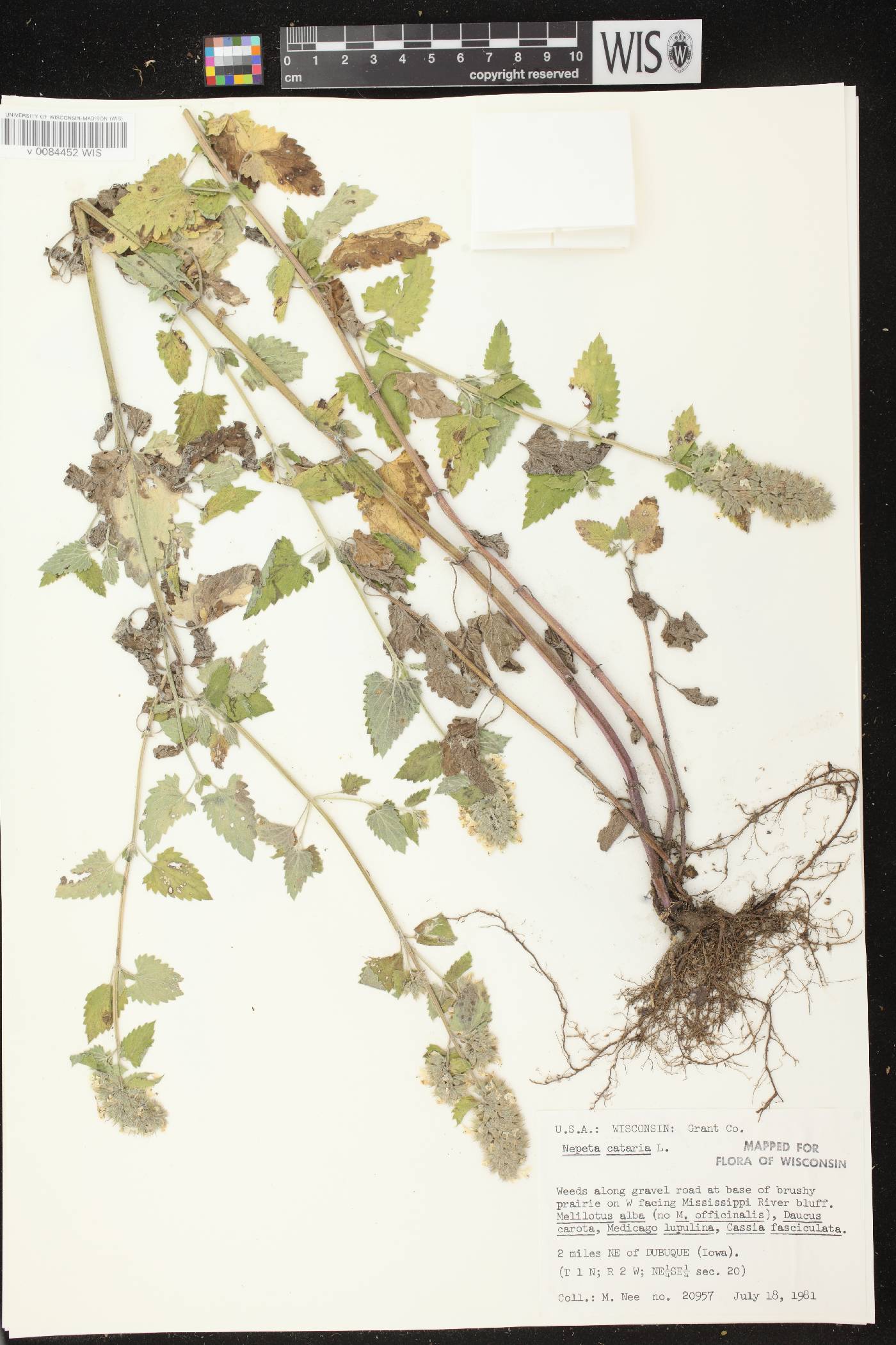 Nepeta cataria image
