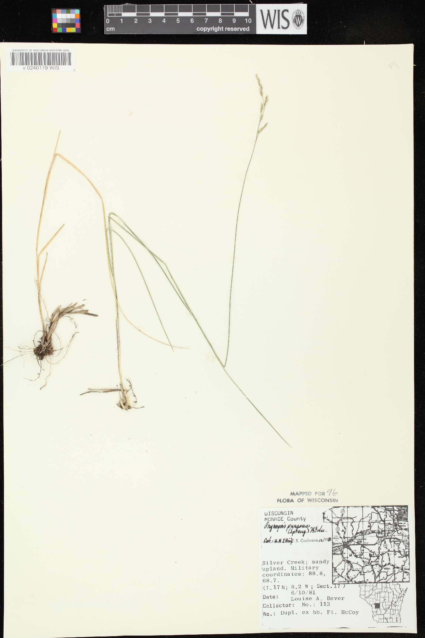 Piptatheropsis pungens image