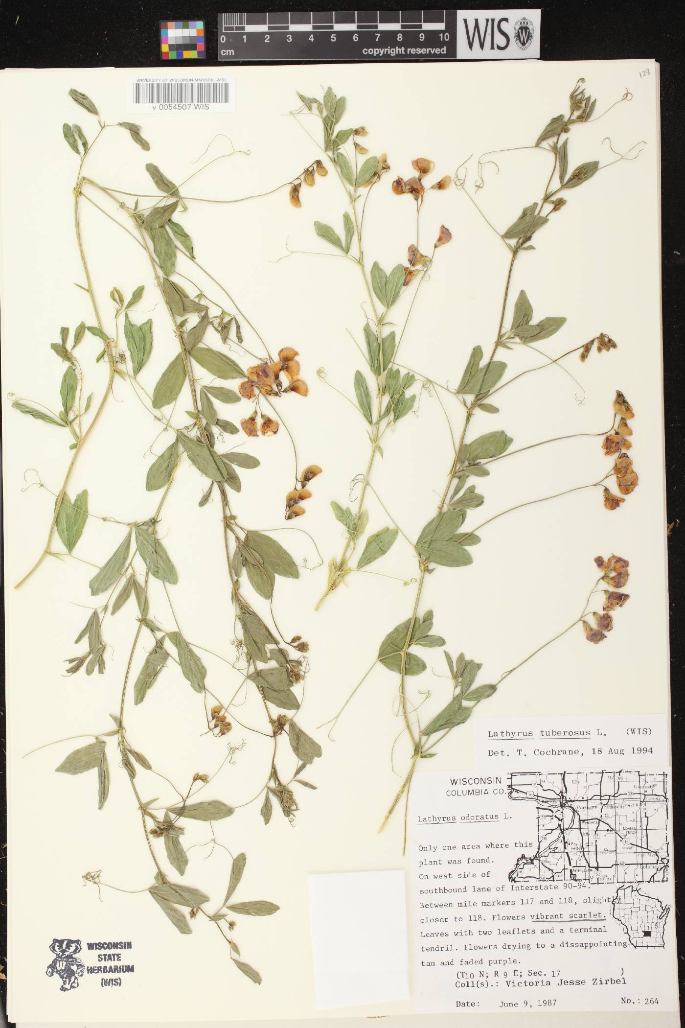 Lathyrus tuberosus image