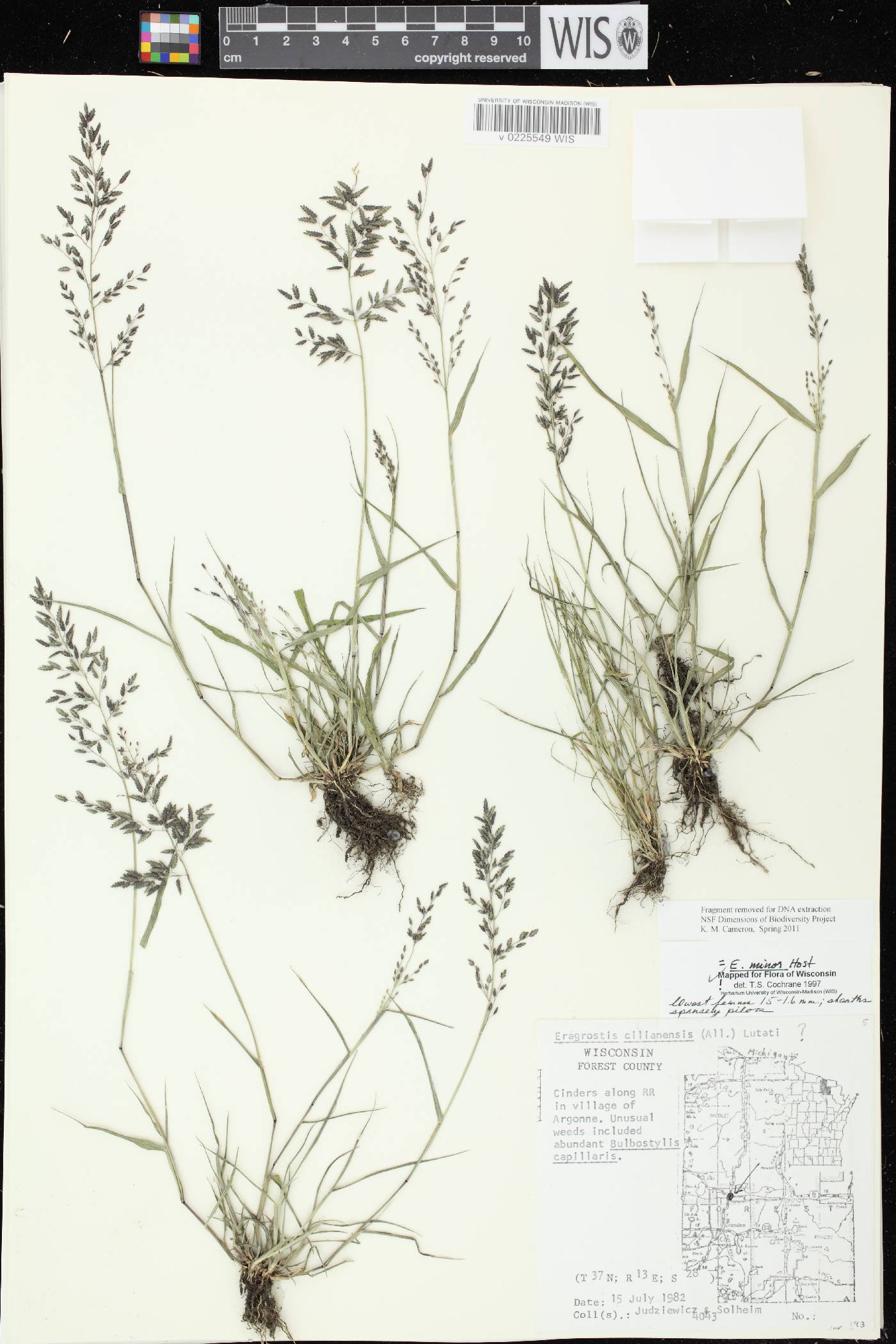 Eragrostis minor image