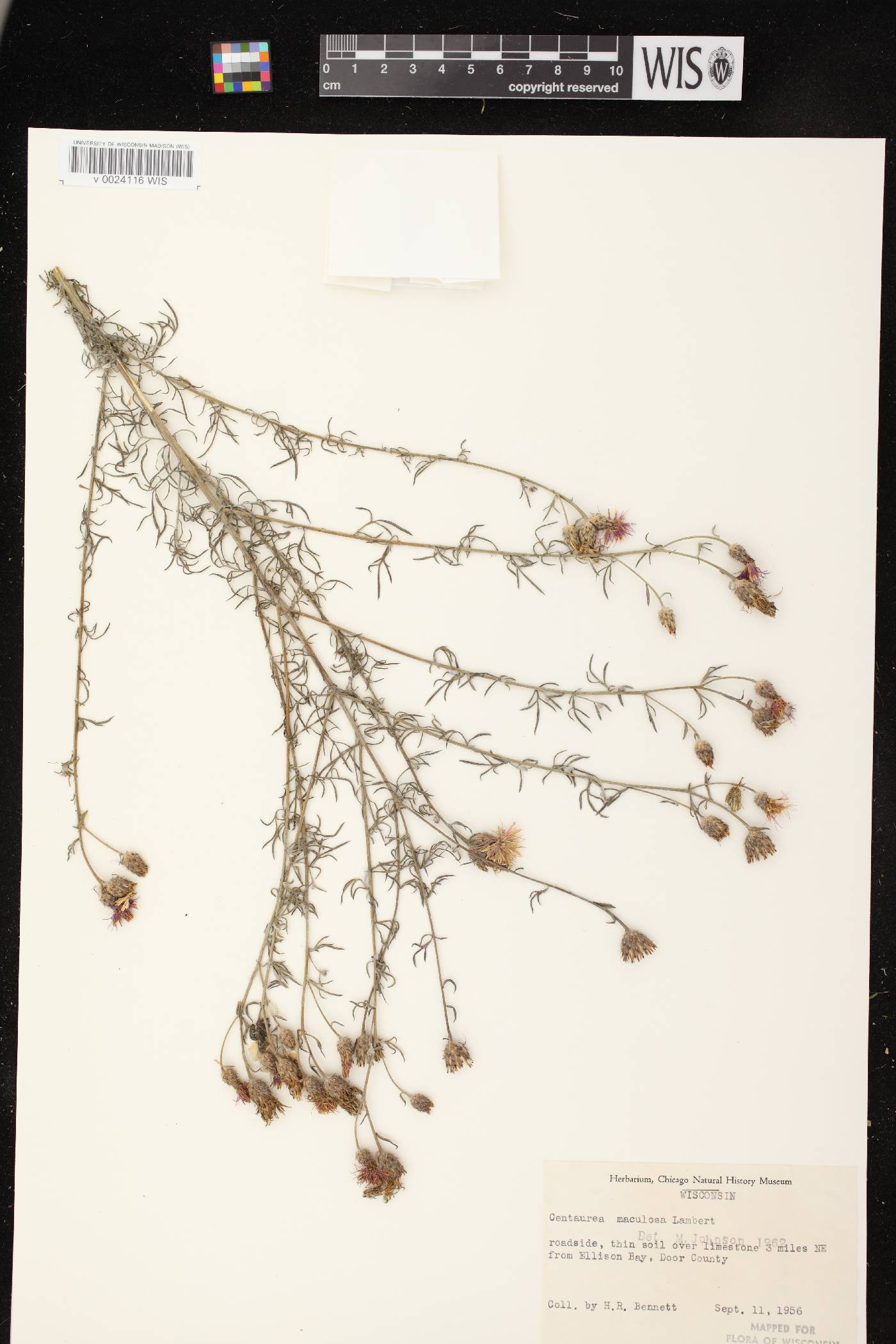 Centaurea stoebe image
